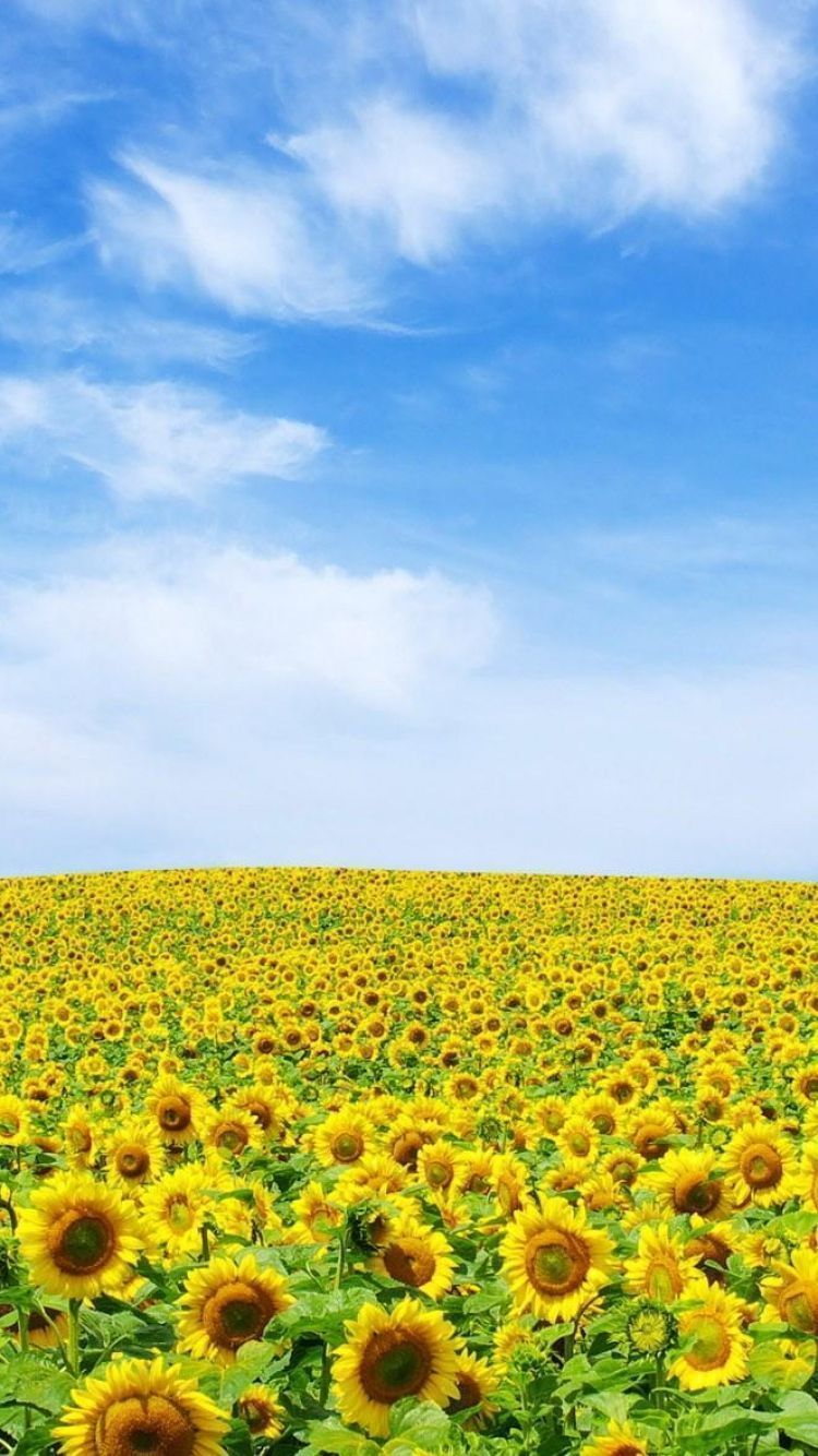 Summer iPhone wallpaper For iPhone 6 750x1334 sunflowers field sky summer clouds nature