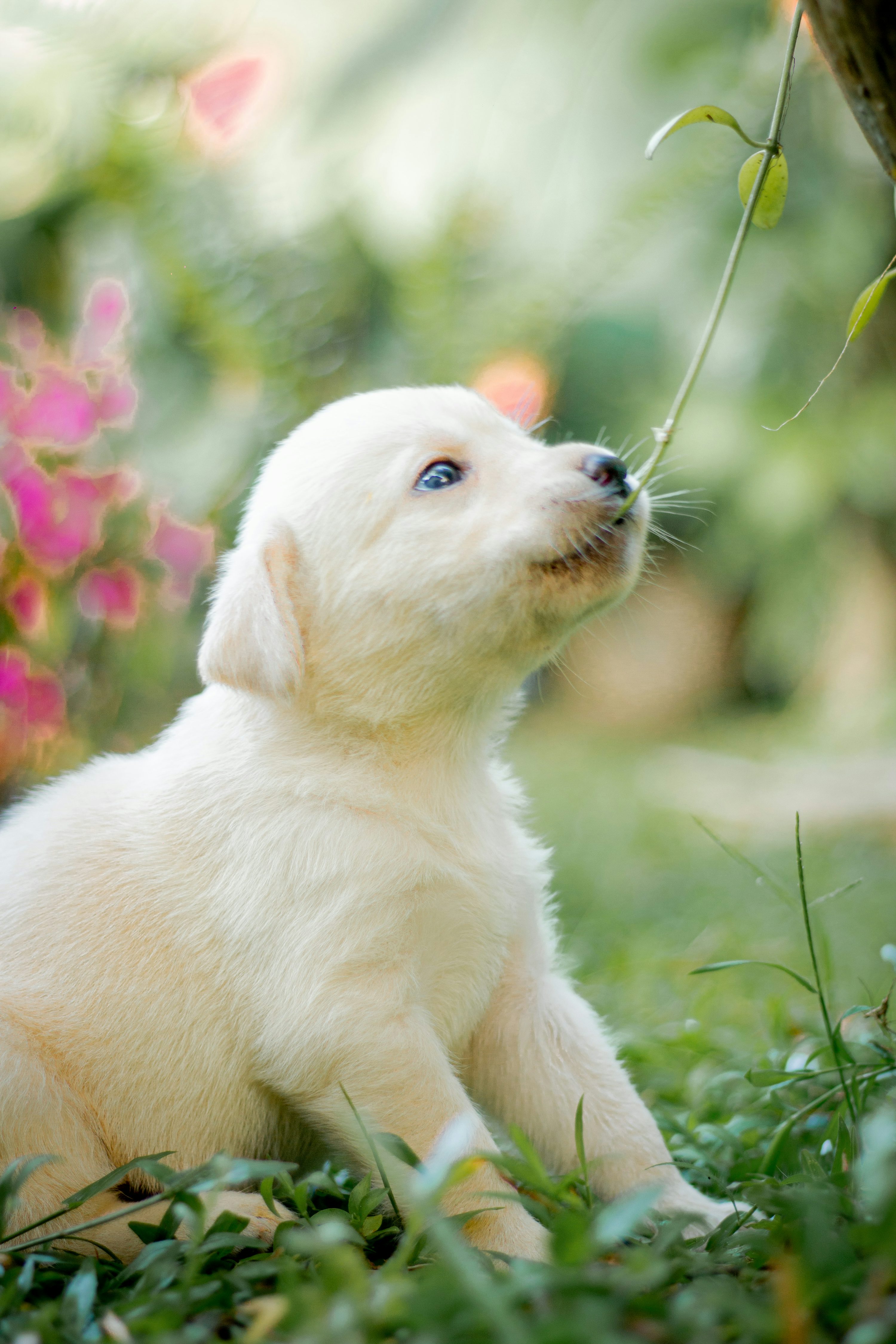 A white puppy chewing on a stick in the grass photo