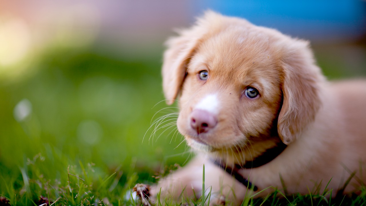 Cute Puppy Wallpaper and Dog Tips
