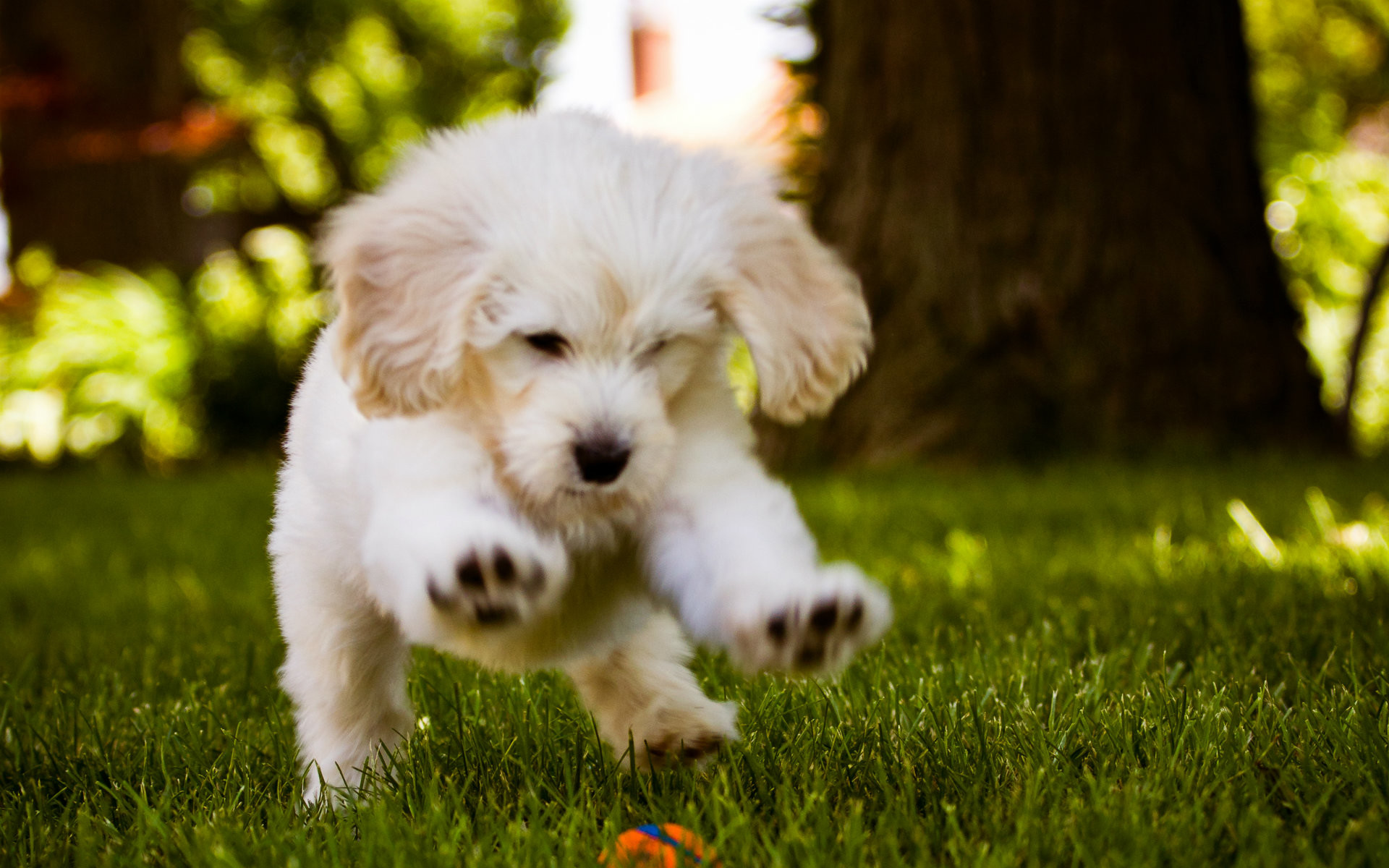 Most Beautiful Dog Puppy Wallpaper