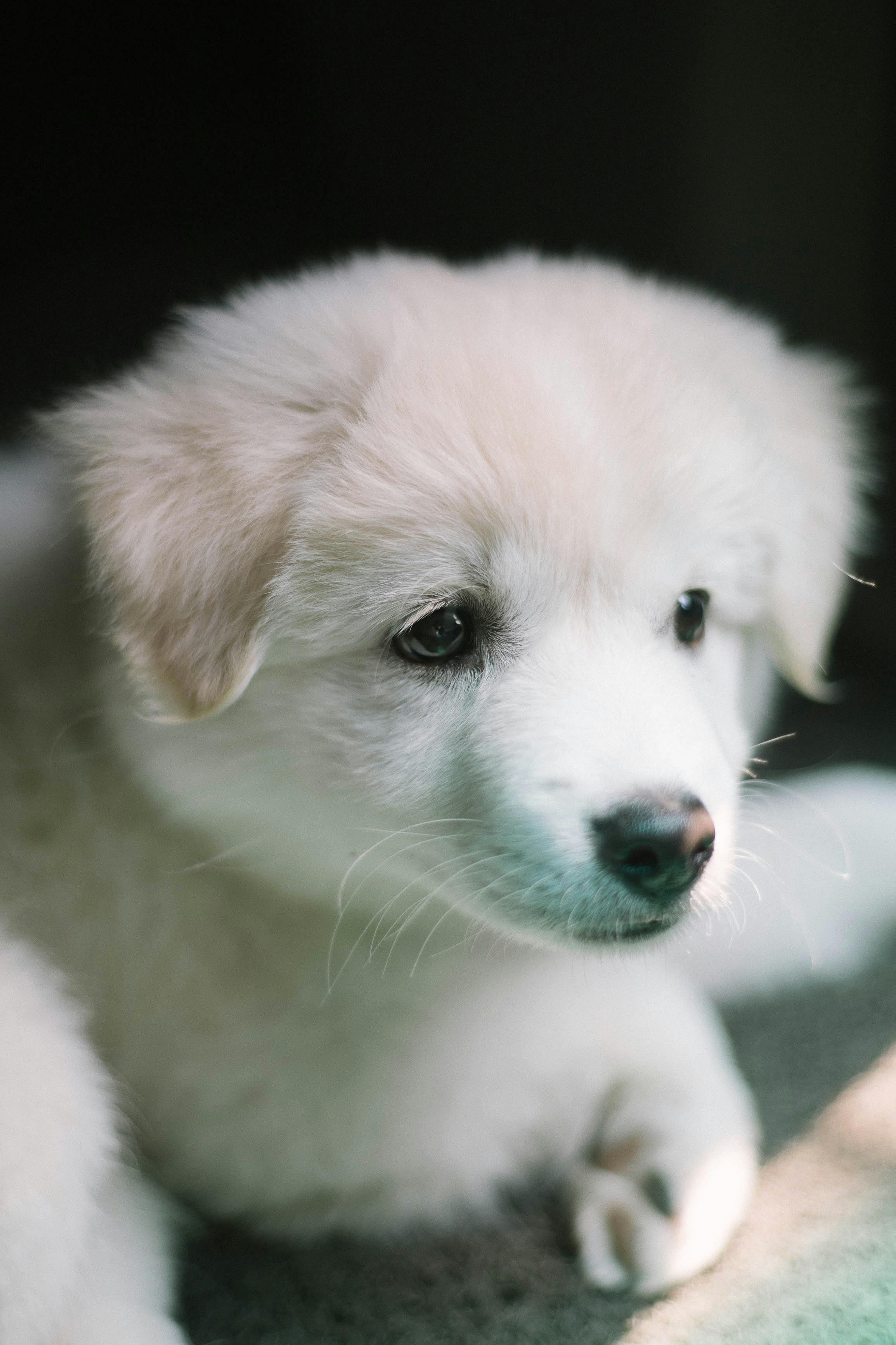 Puppy Photo, Download The BEST Free Puppy & HD Image