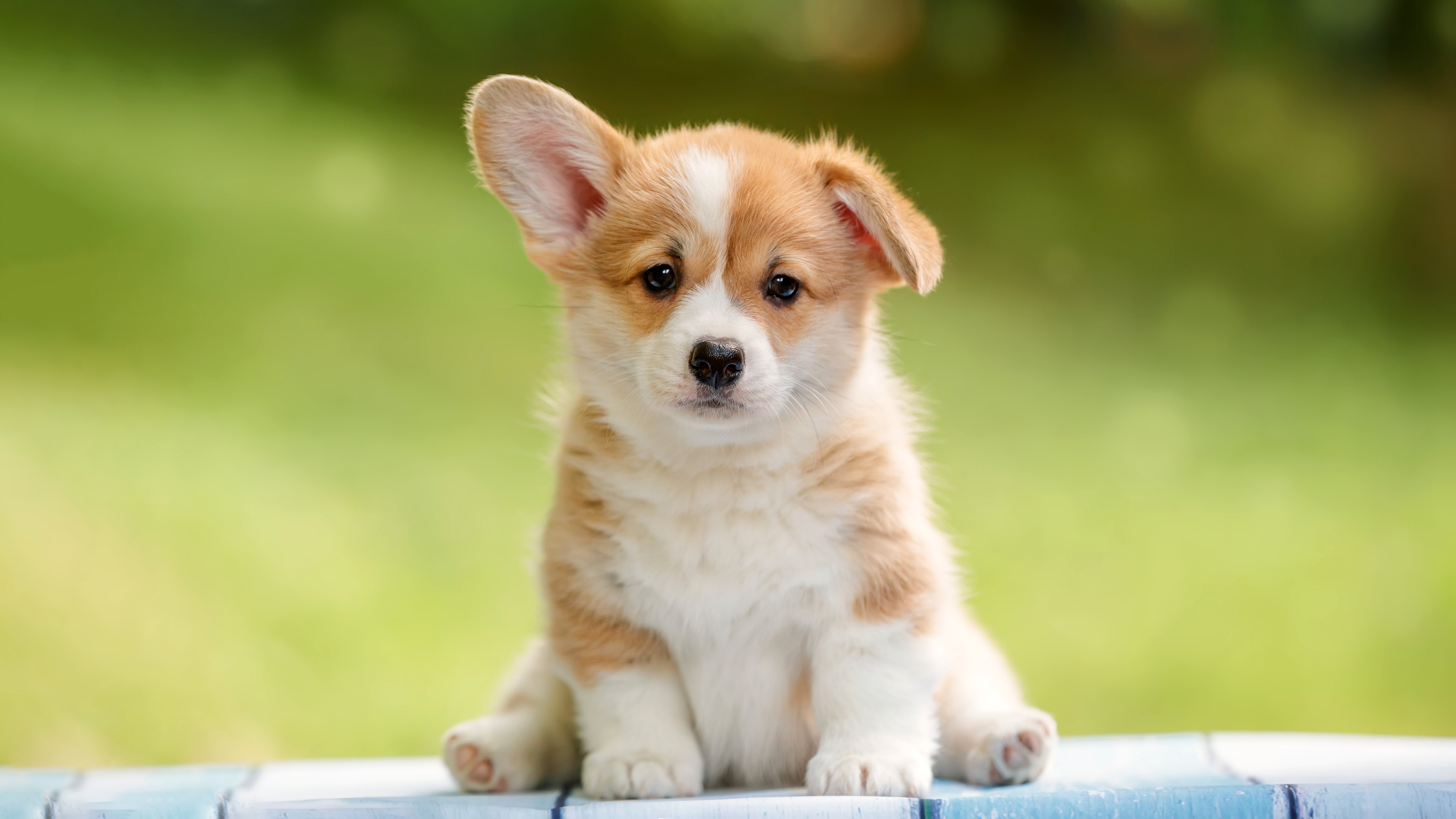 Corgi puppy Wallpaper 4K, Happy, Pet dog, Adorable