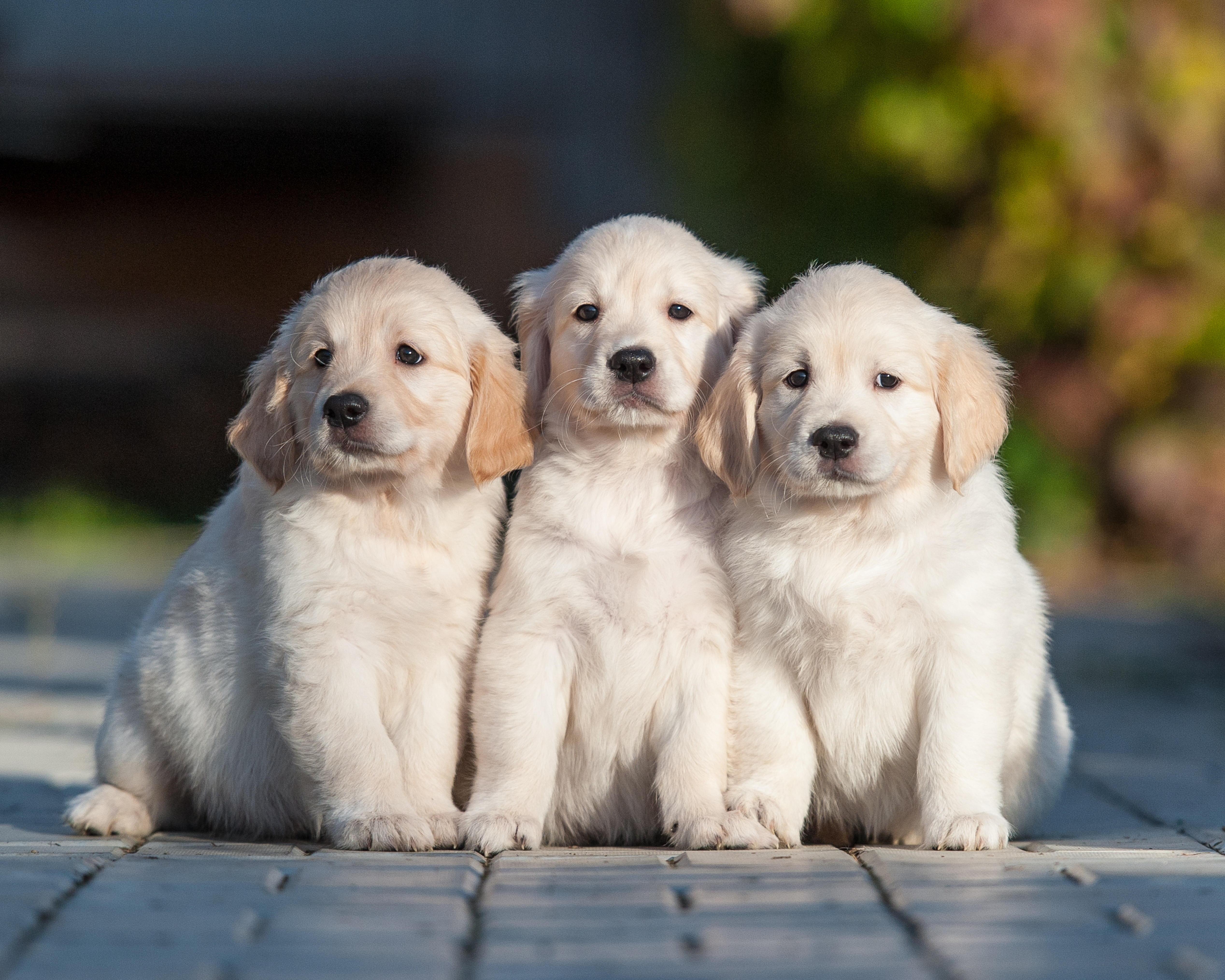 Download Puppy Dog Animal Golden Retriever 4k Ultra HD Wallpaper