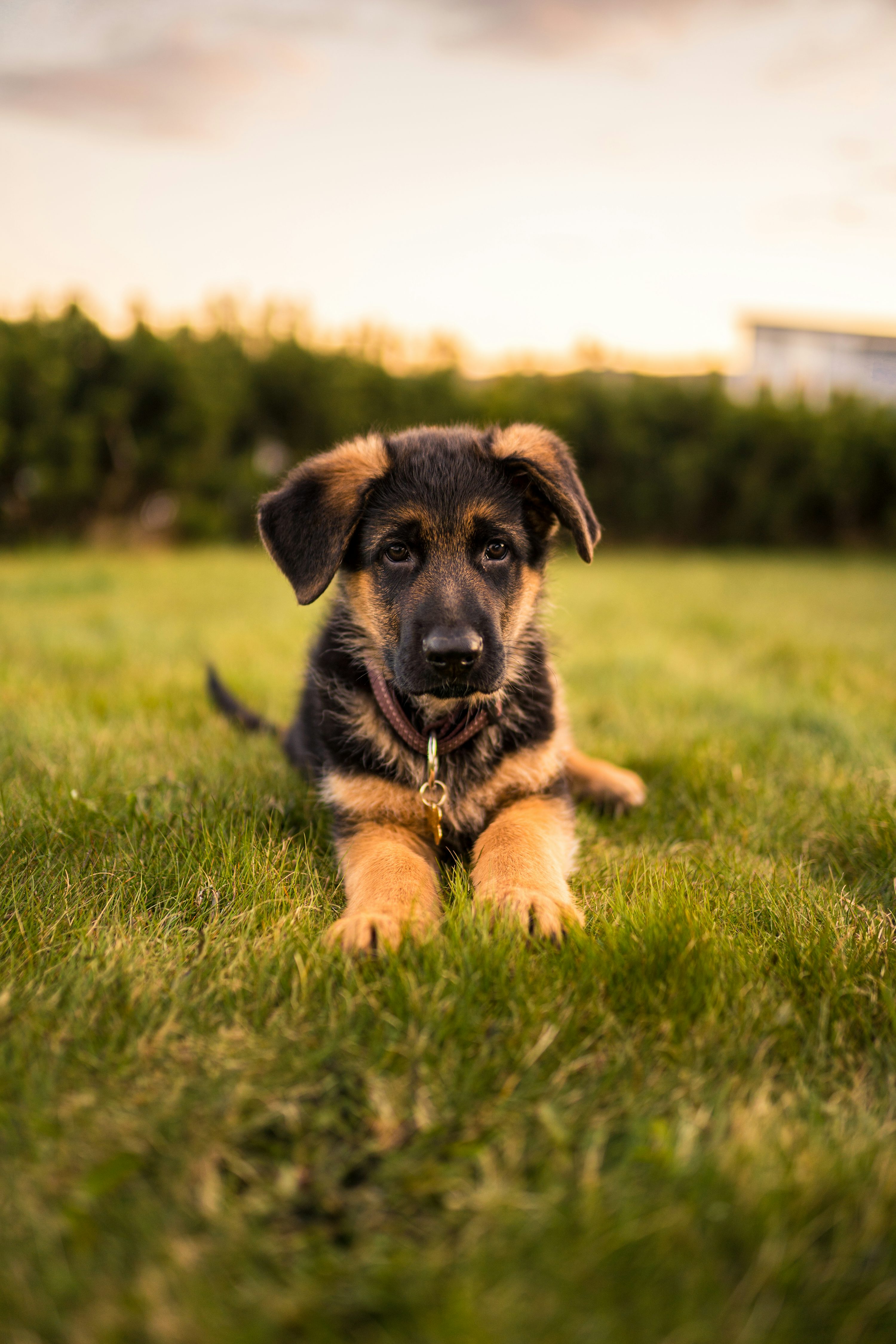 Black and tan german shepherd puppy lying on green grass field during daytime photo