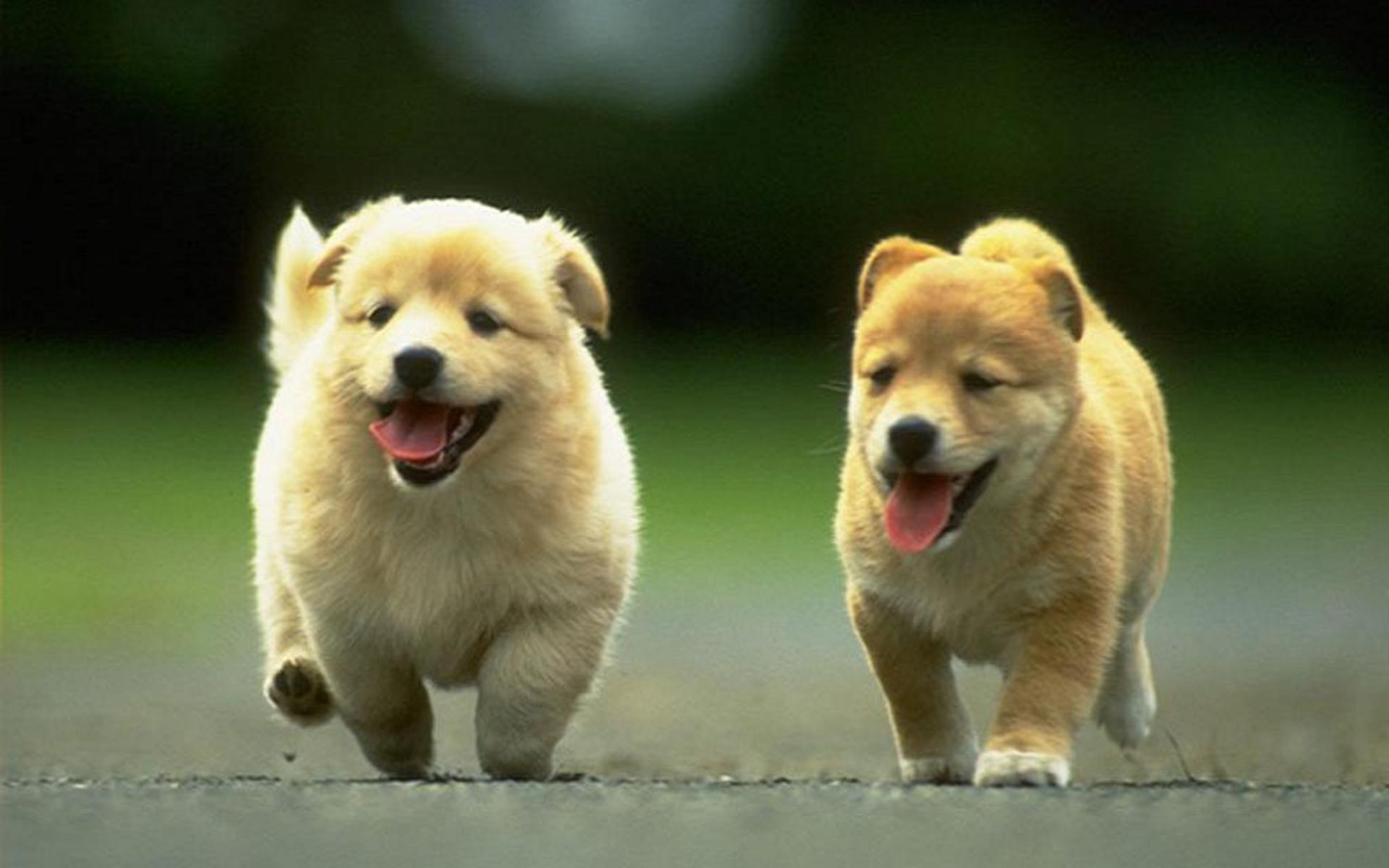 Puppies Adorable, High Definition, High Quality, Widescreen