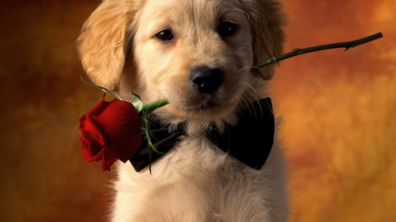 Puppy HQ Background Wallpaper 77910