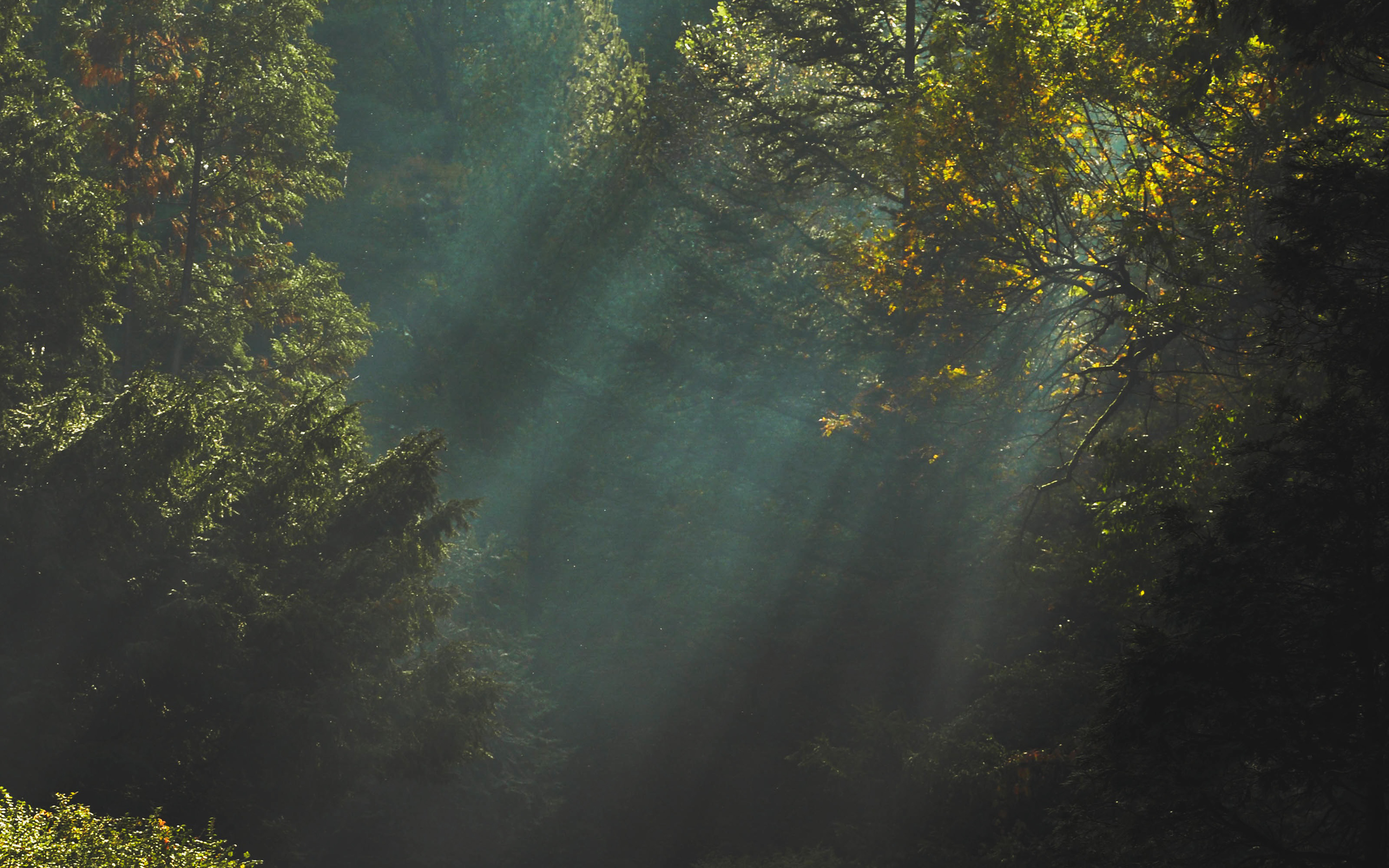 wallpaper for desktop, laptop. wood nature tree sunshine light