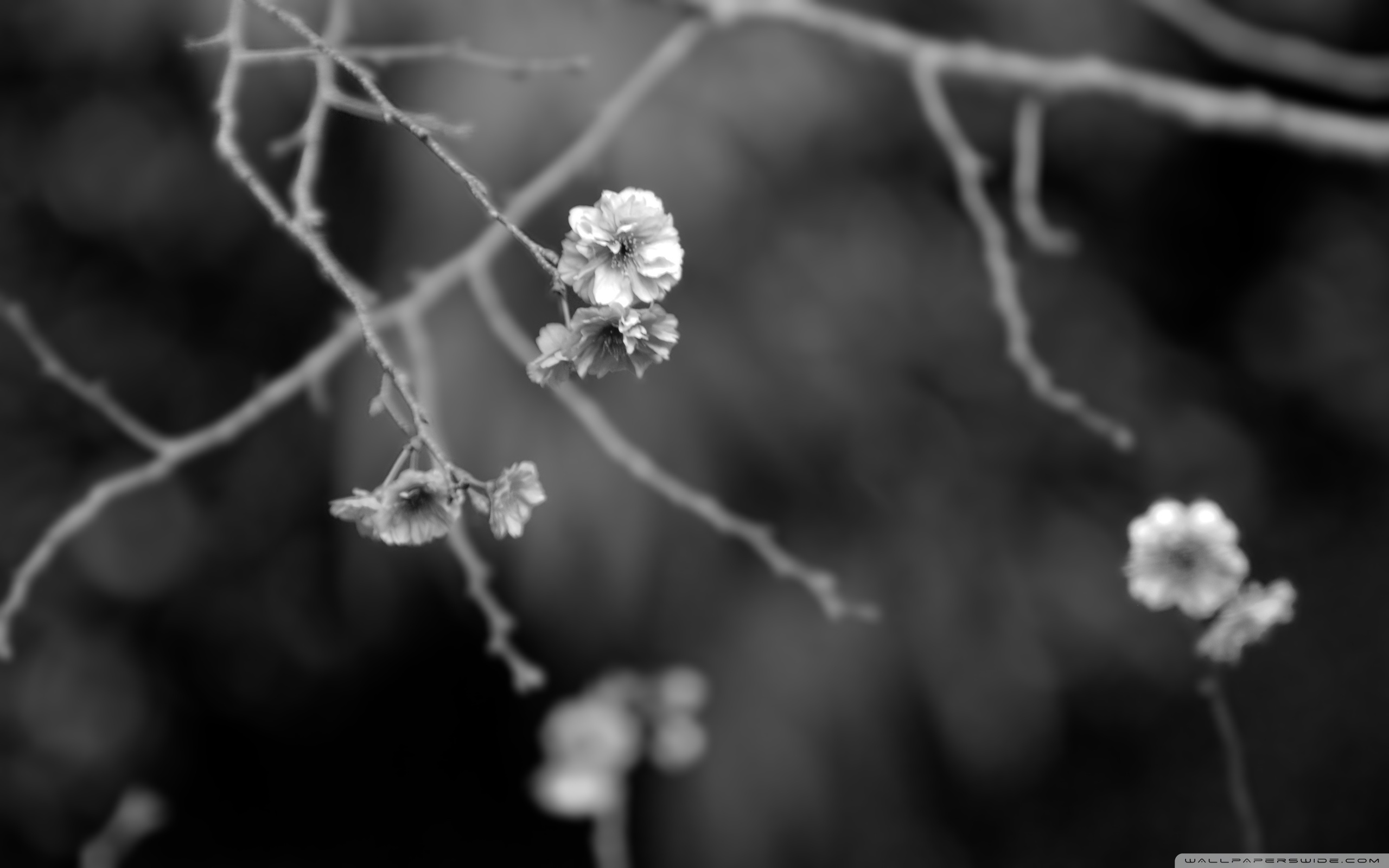 Japanese Garden Black And White 4K UHD Wallpaper for UltraHD Desktop and TV, Dual Monitor, Smartphone and Tablet Devices