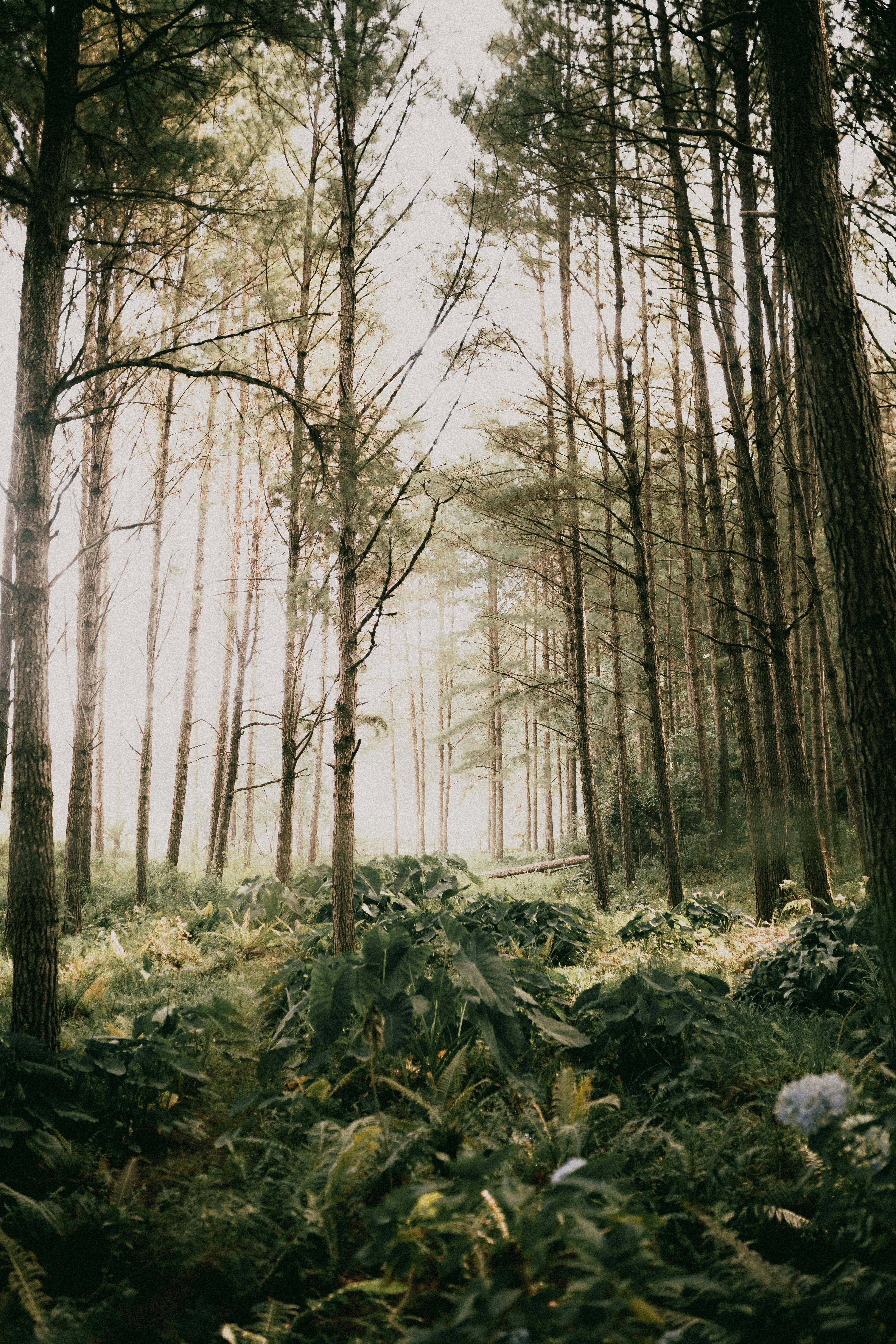 Green Flora in a Foggy Forest · Free