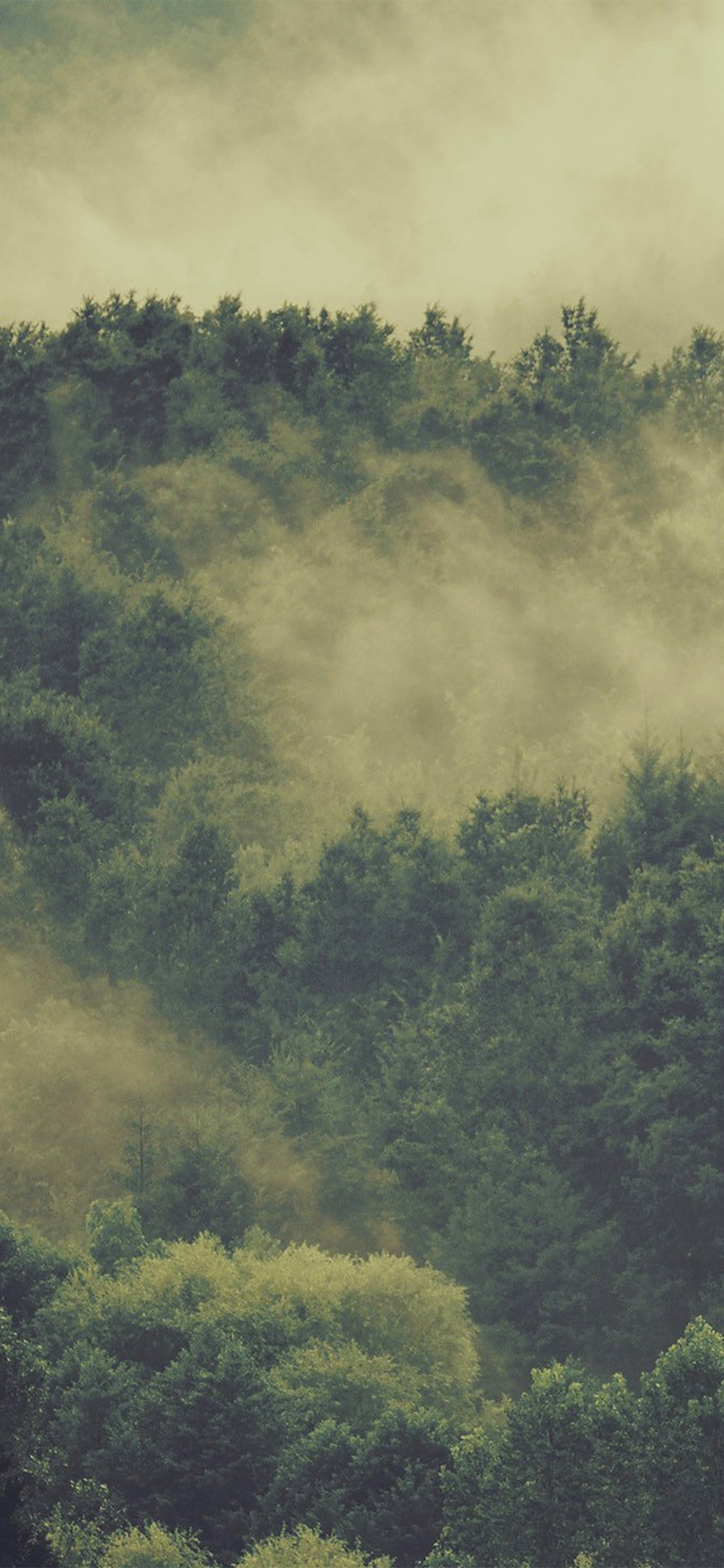 iPhone X wallpaper. forest wood fog nature green mountain