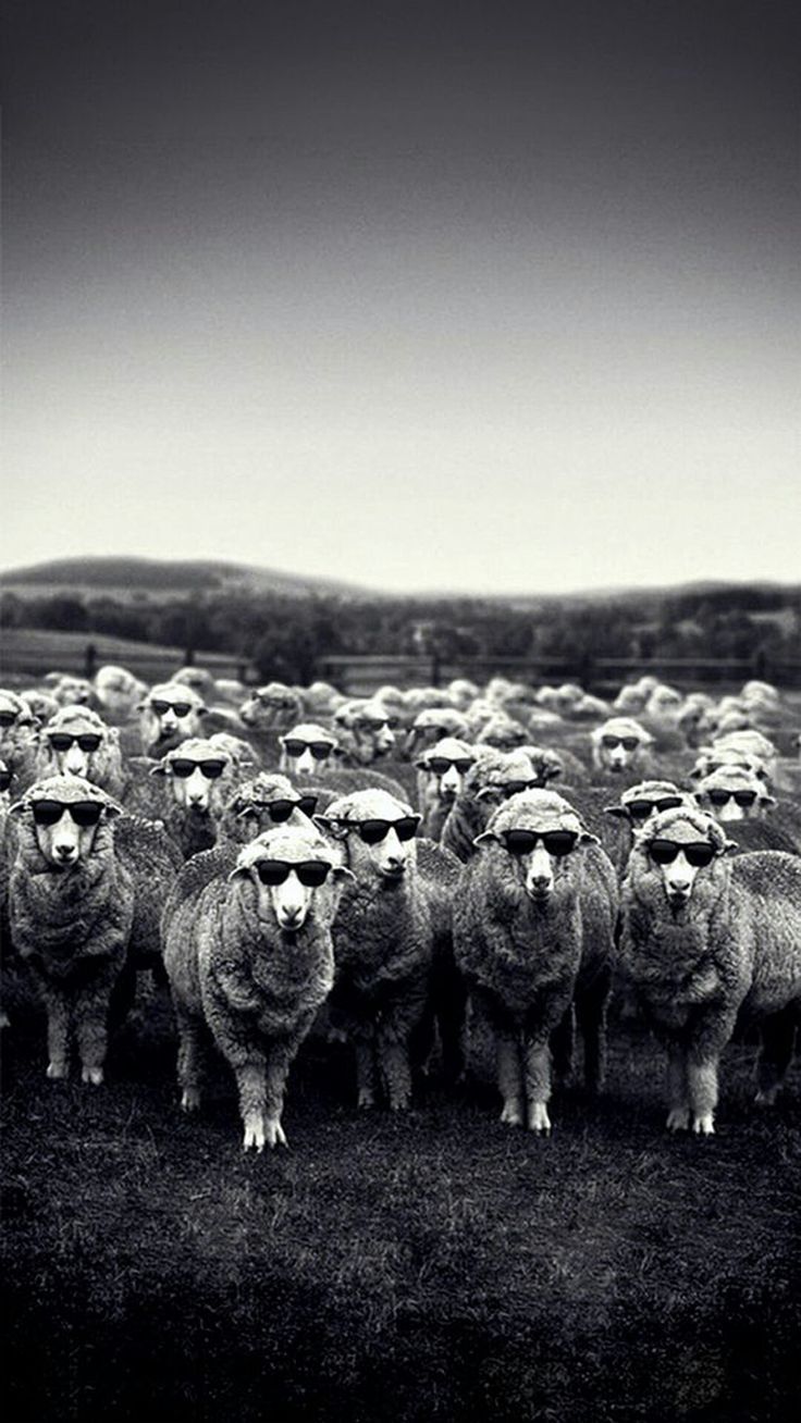 Cool. Sheep. Need to chill