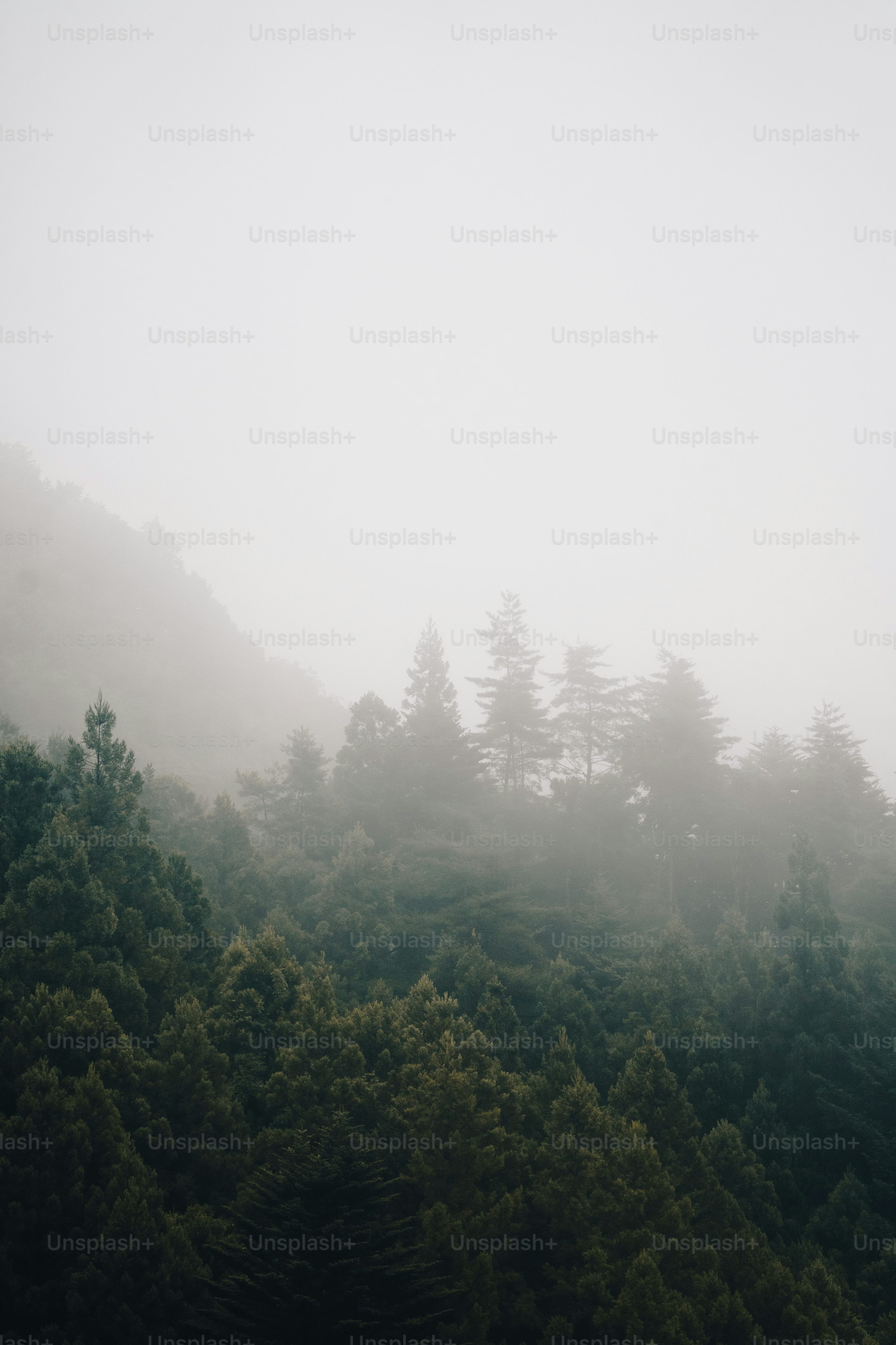 A foggy forest filled with lots of trees photo