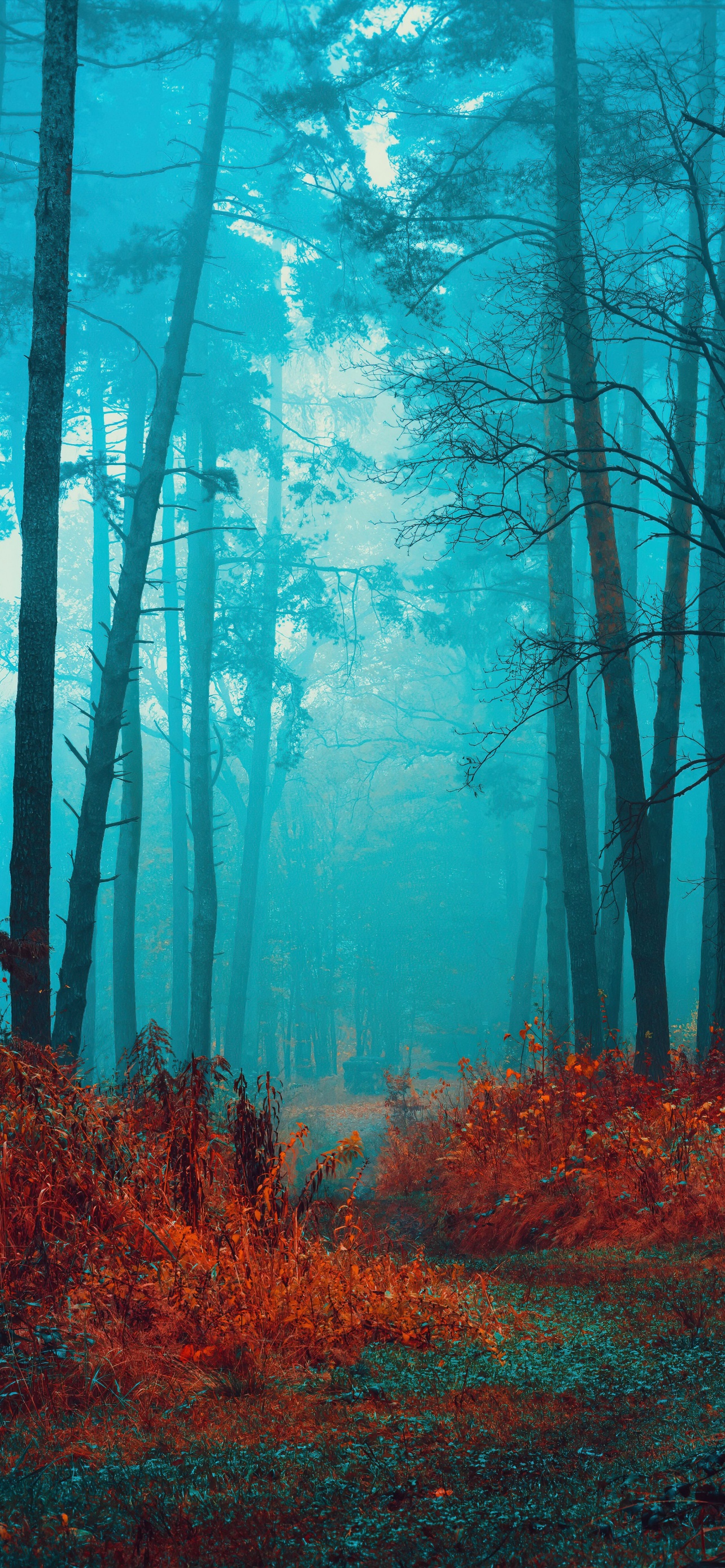 Mystical Wallpaper 4K, Foggy forest, Path, Red leaves
