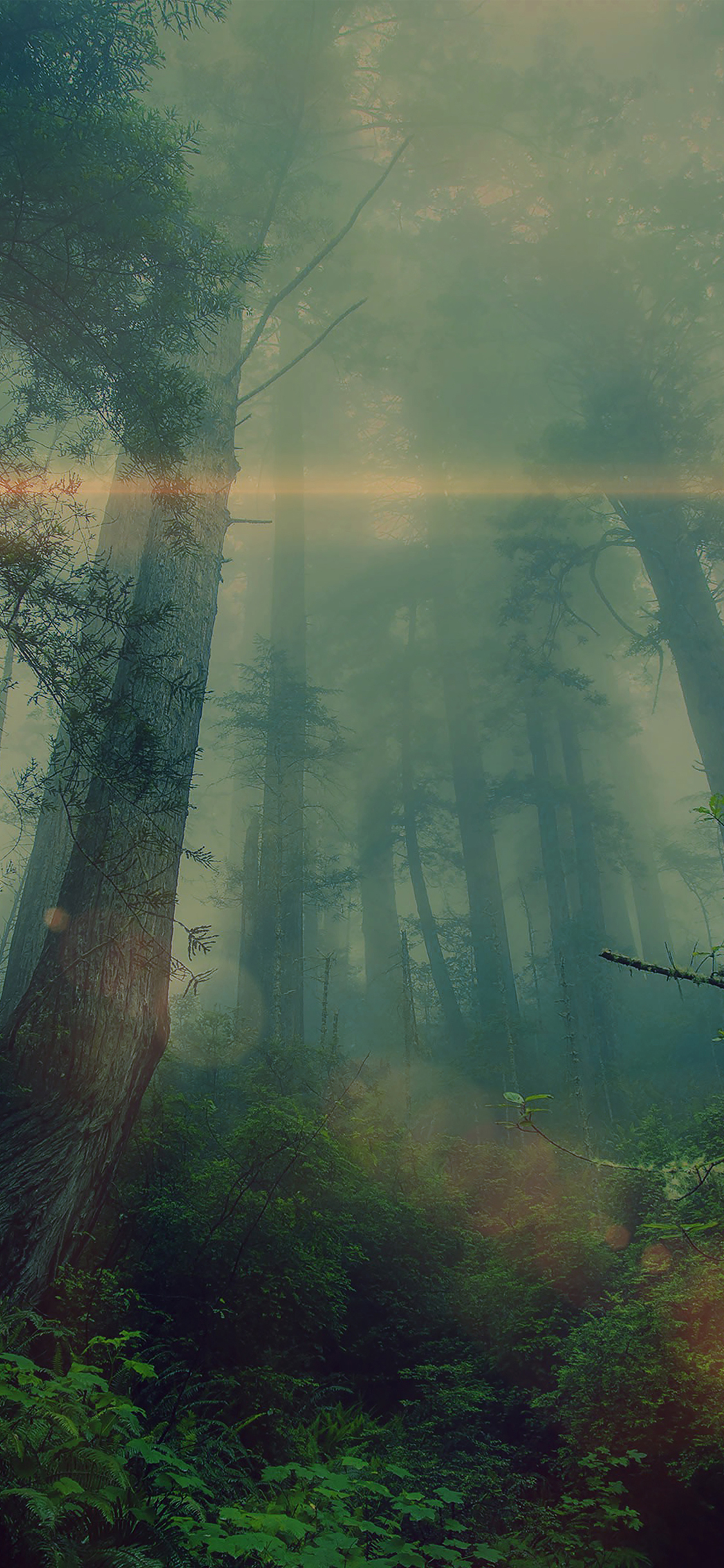 forest wood fog flare nature green