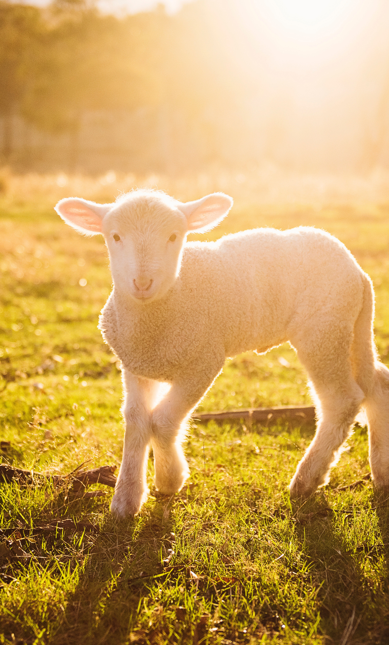 White Sheep Photography 8k iPhone , HD 4k Wallpaper, Image, Background, Photos and Picture