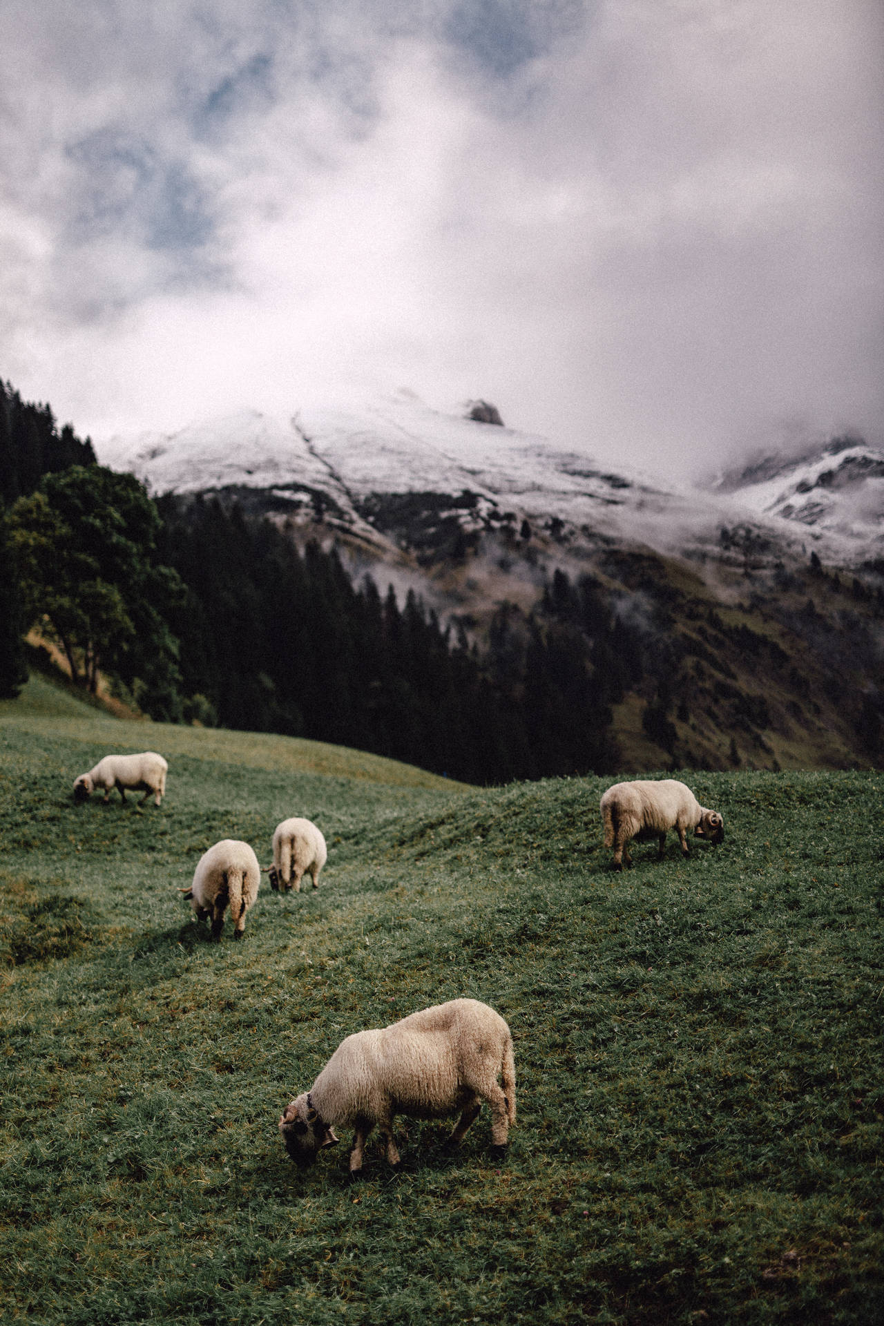 Download Five Sheep On Mountain Wallpaper