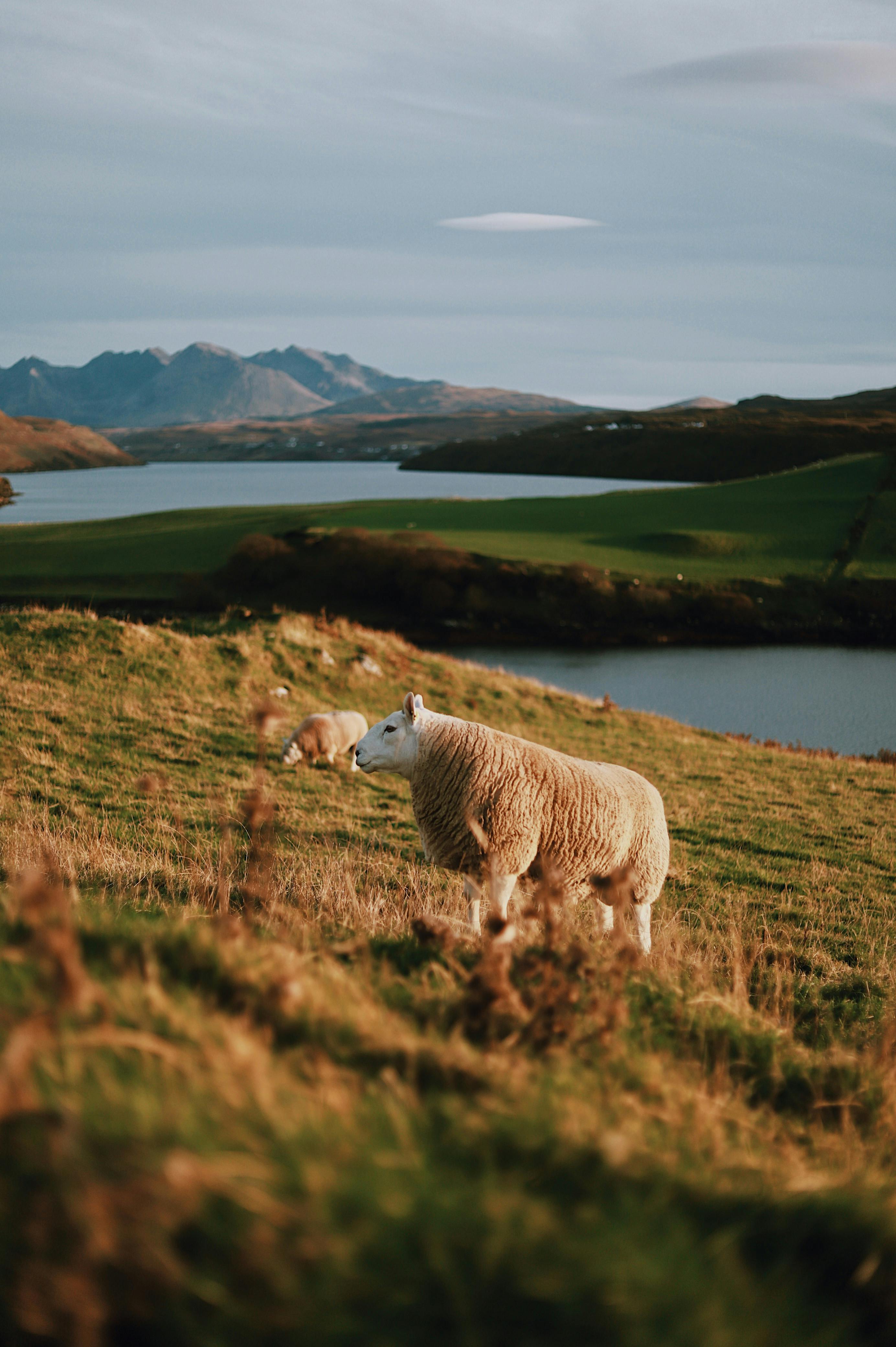 Sheep on a Pasture · Free