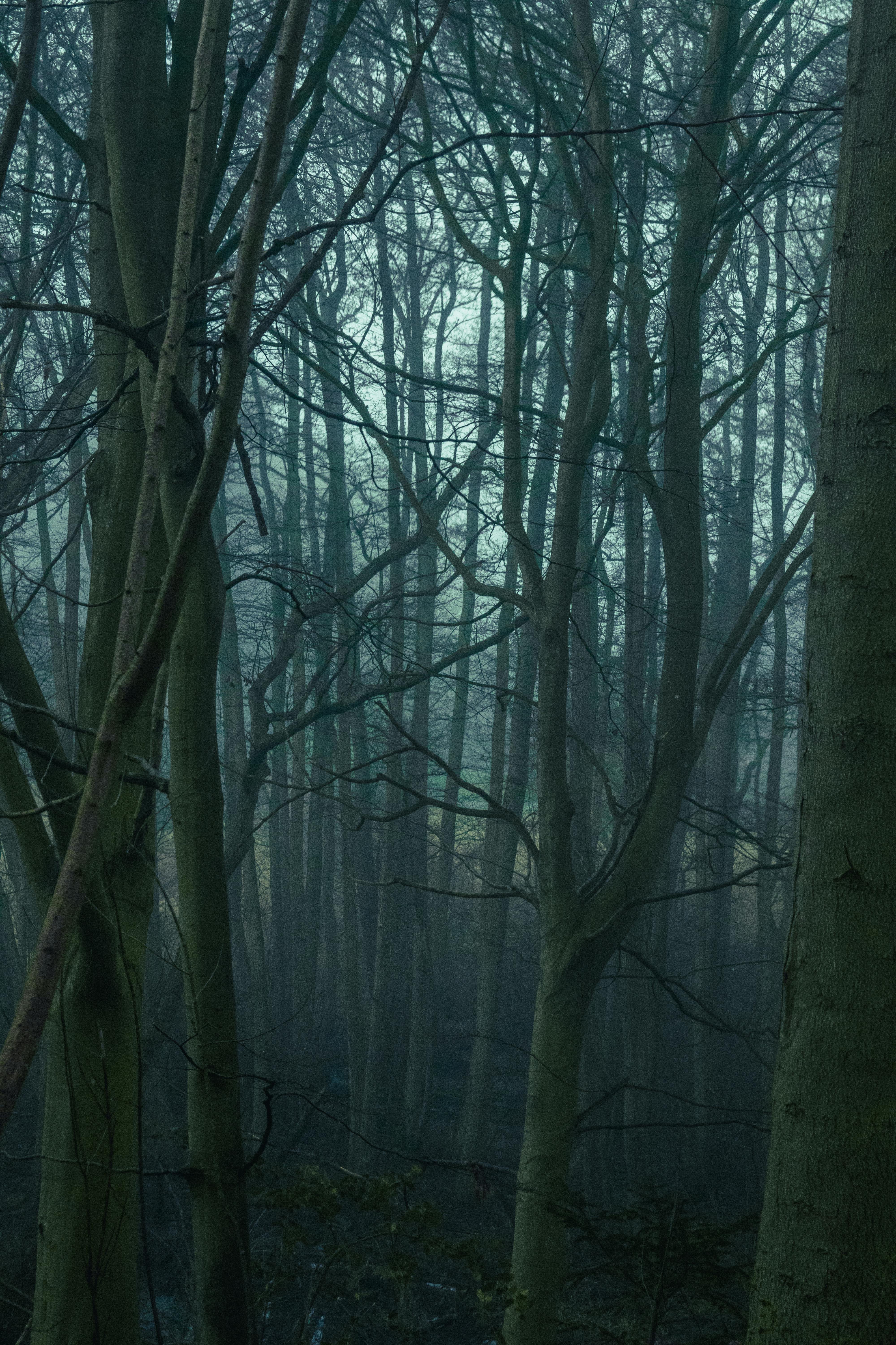 Misty, Leafless Forest · Free
