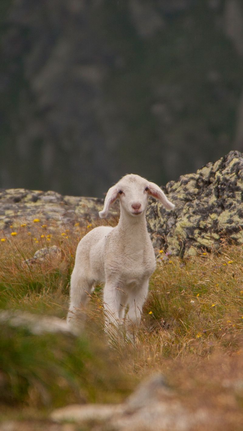Download Wallpaper 800x1420 Lamb, Sheep, Cub, Mountains Iphone Se 5s 5c 5 For Parallax HD Background