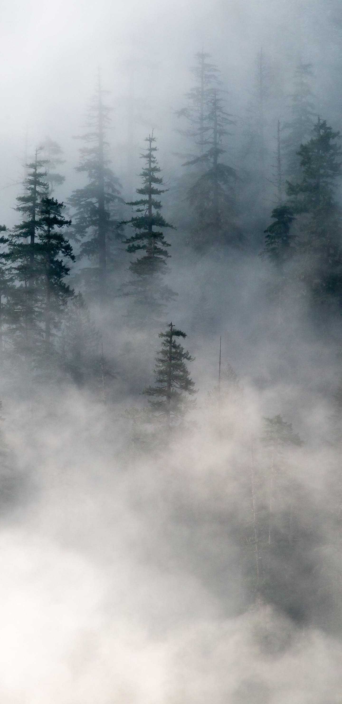 Foggy Forest Wallpaper