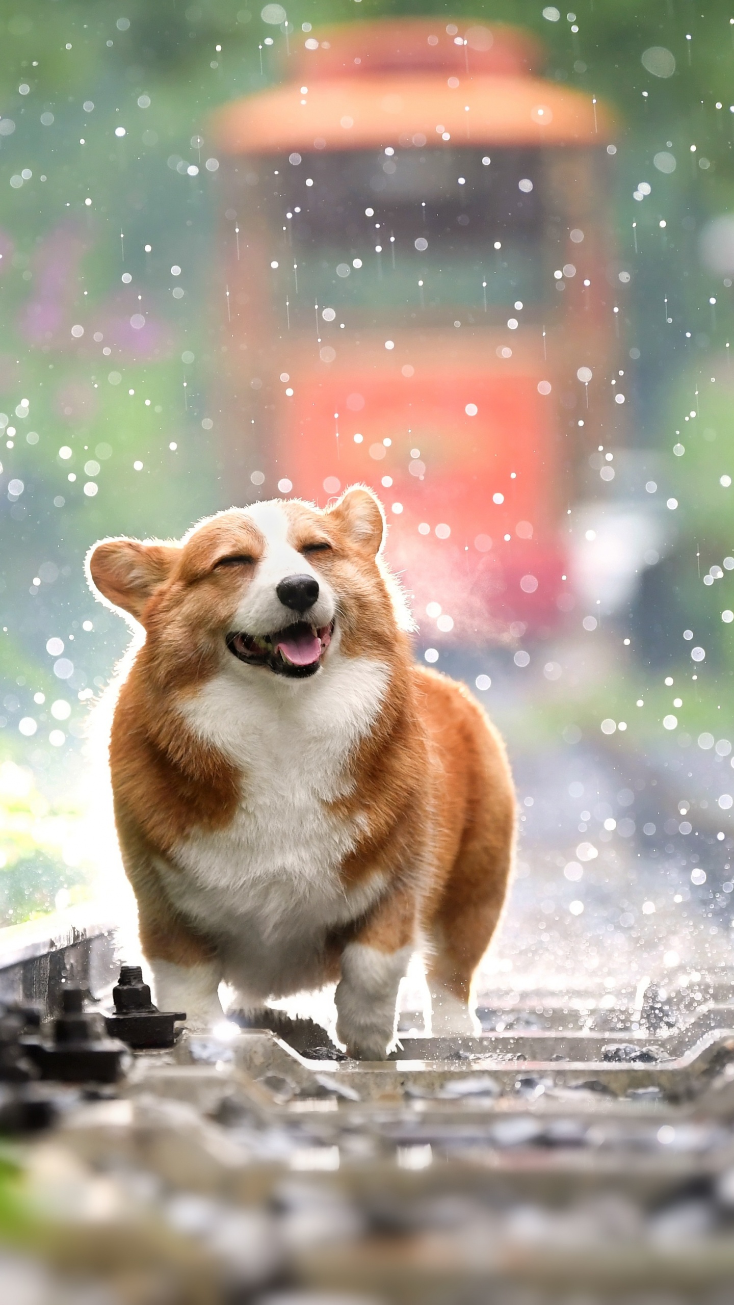 Cute Corgi 4K UHD Wallpaper for UltraHD Desktop and TV, Widescreen and UltraWide Display, Dual Monitor, Smartphone and Tablet Devices