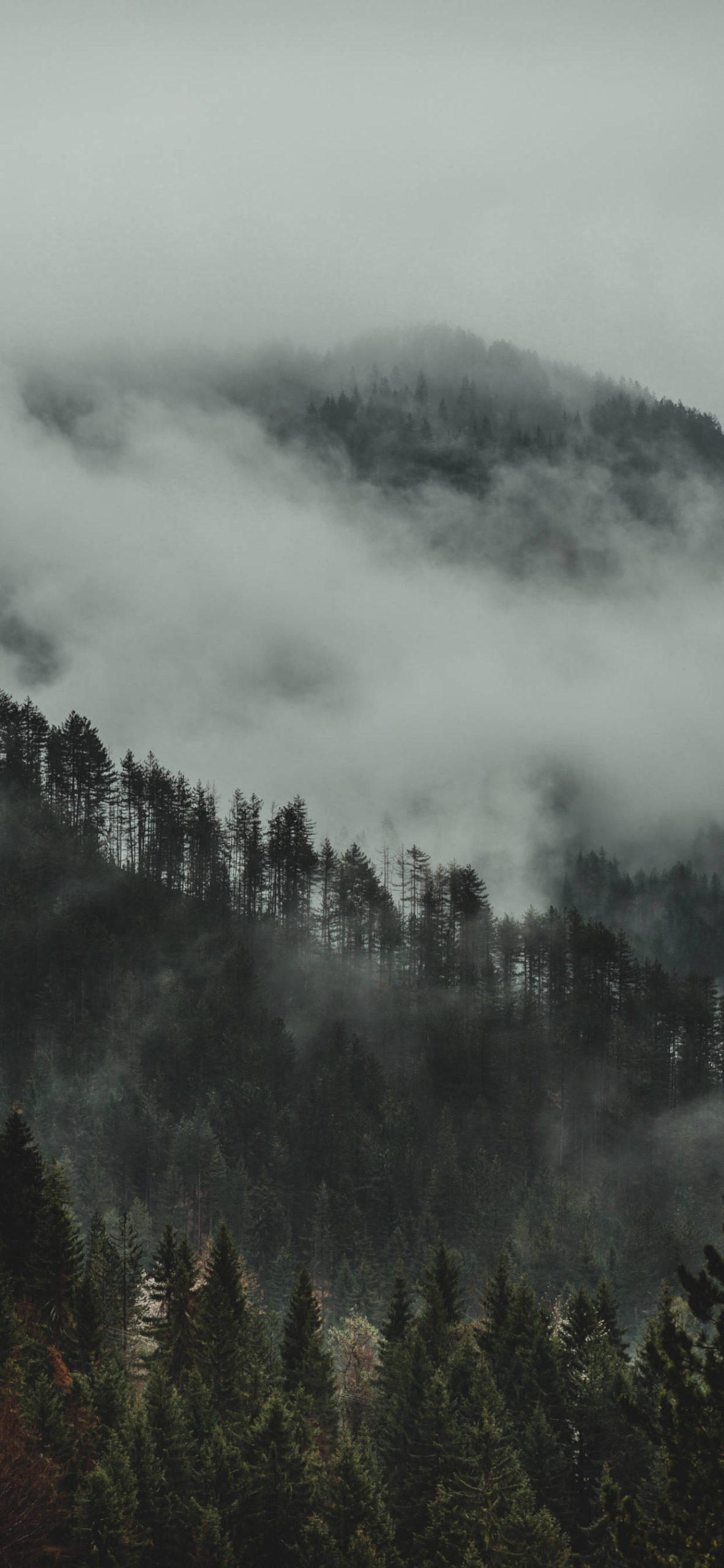 Forest Wallpaper for iPhone 11, Pro Max, X, 8, 7, 6