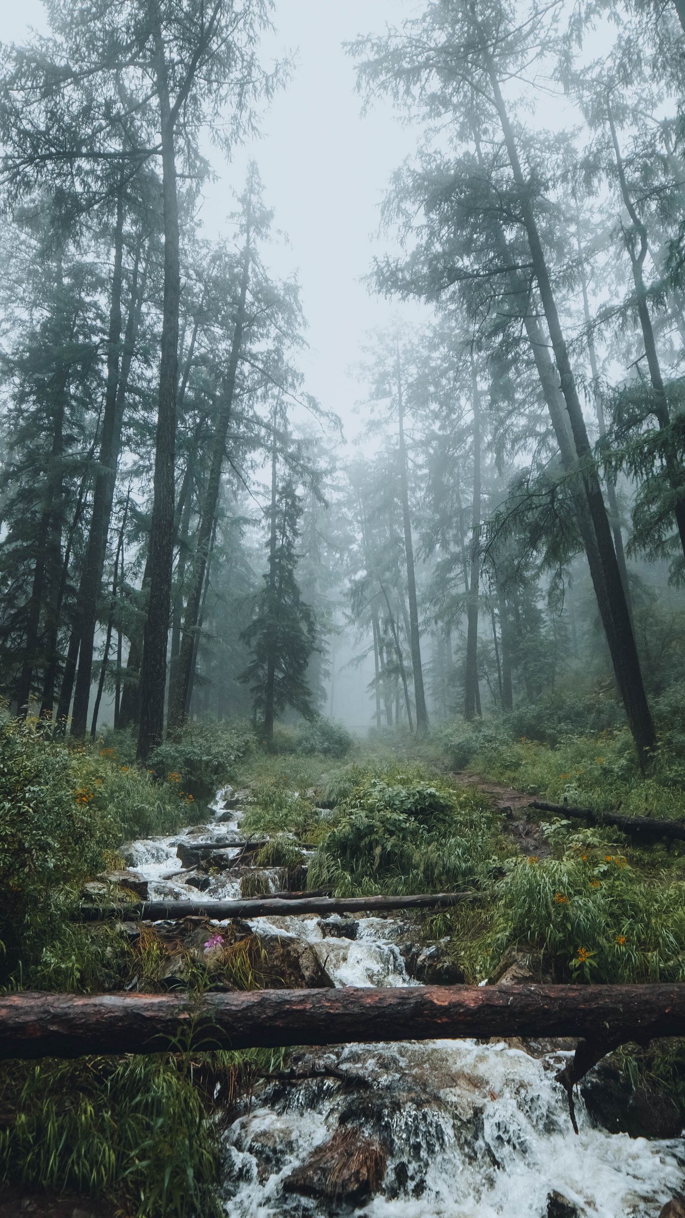 Download wallpaper 1350x2400 forest, stream, fog, trees, landscape iphone 8+/7+/6s+/for parallax HD background