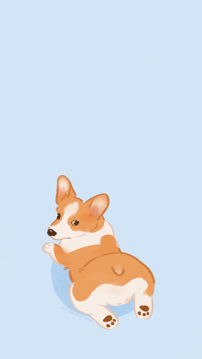 Cute corgi wallpaper!
