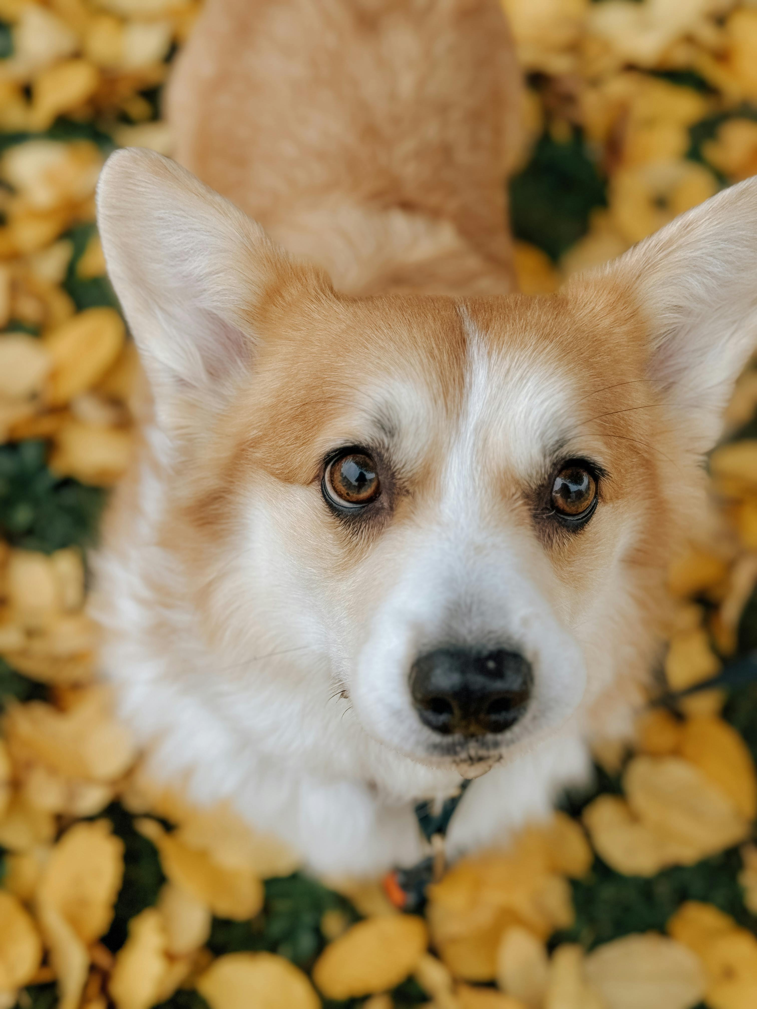 Adorable Corgi in Autumn Leaves · Free