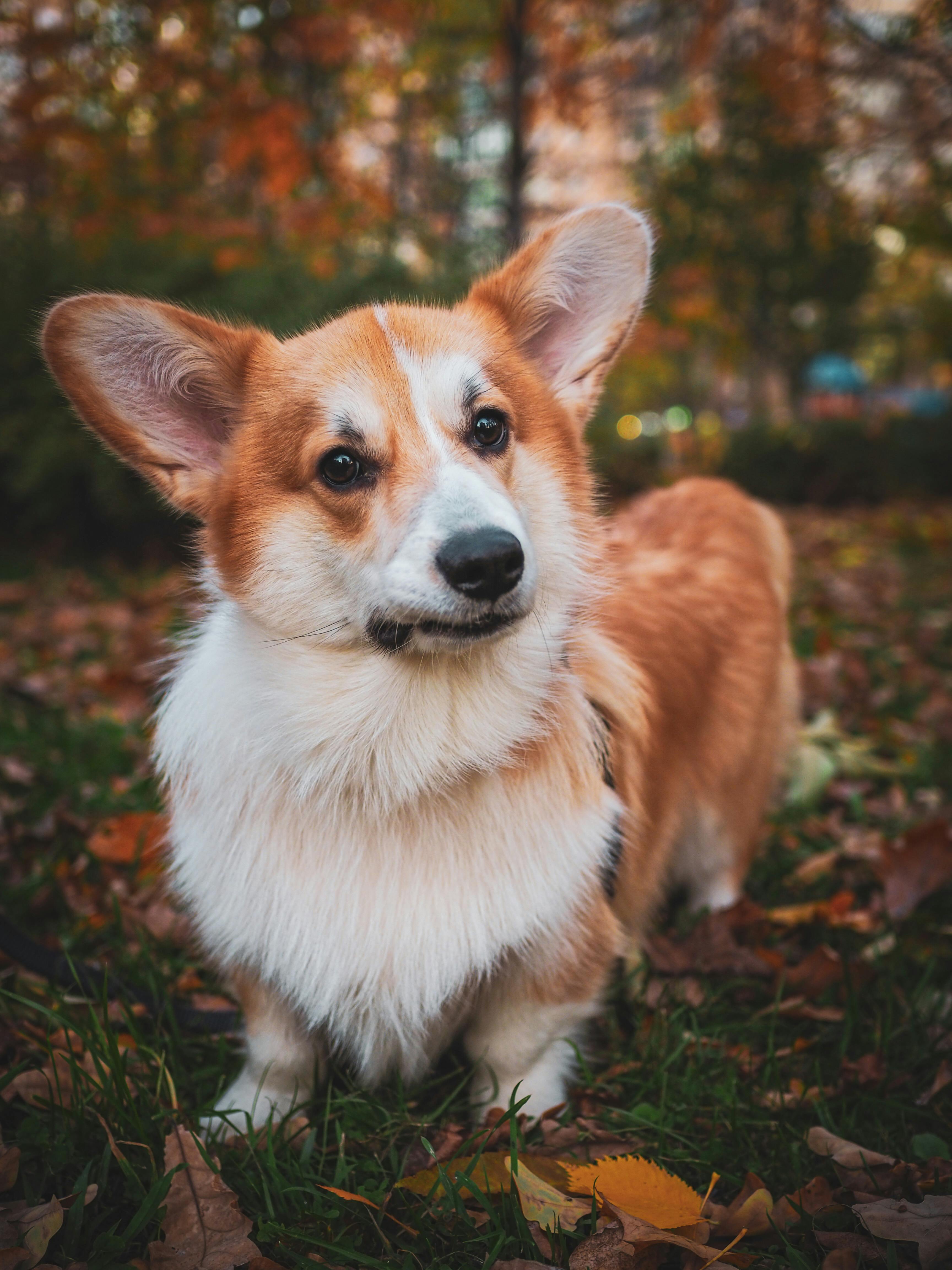 Cute Corgi Dog in Forest · Free