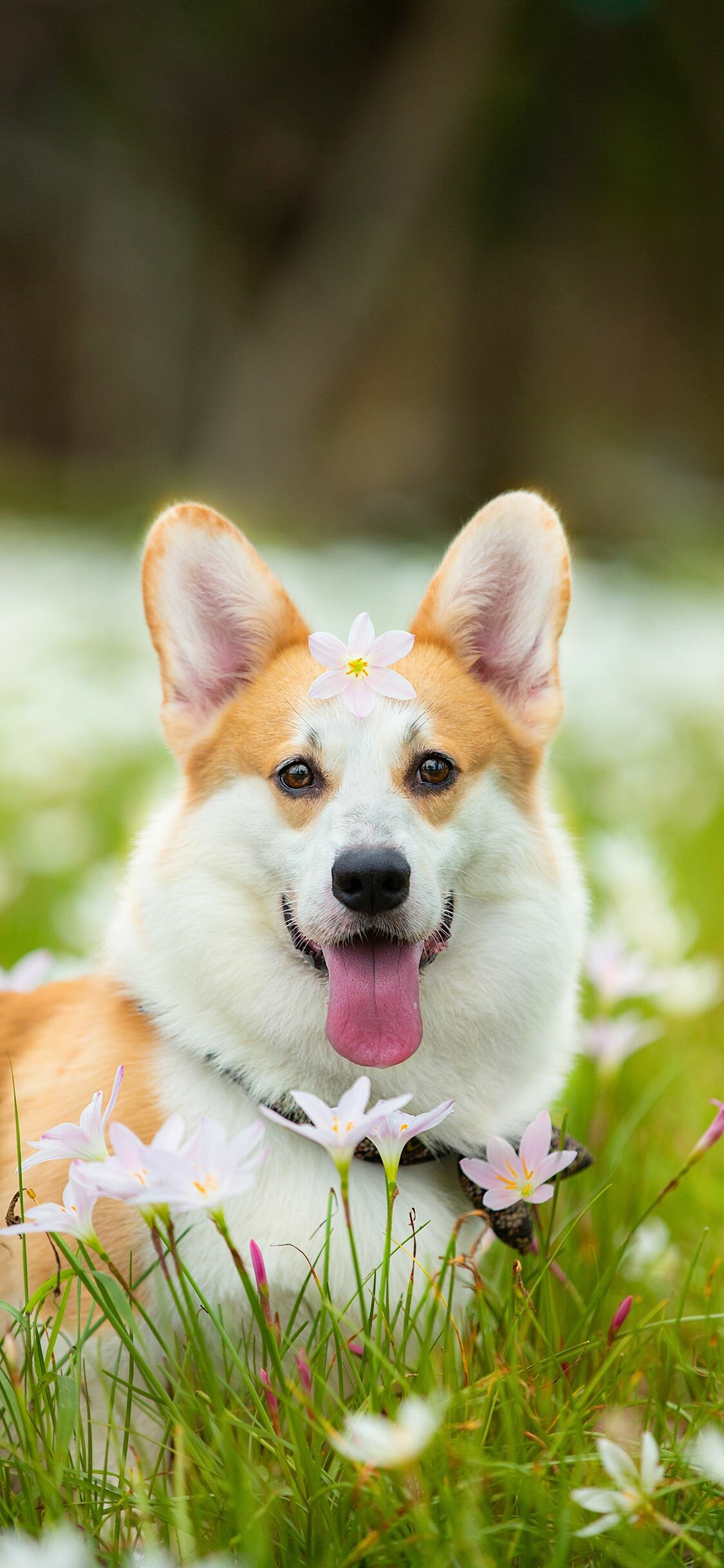 Corgi Wallpaper