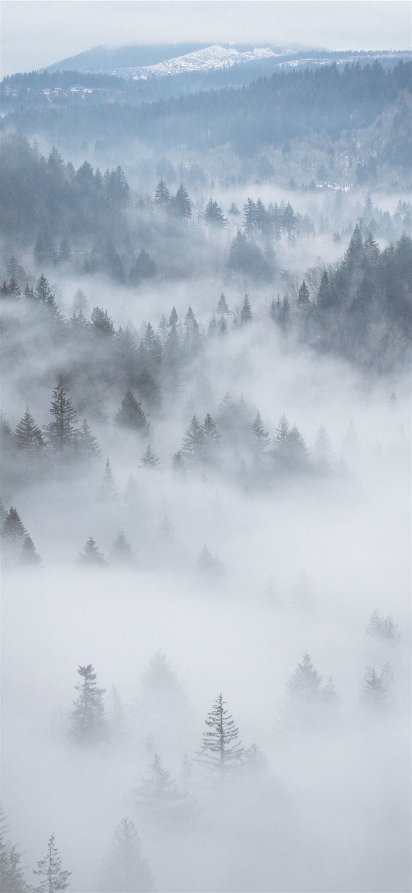 aerial photography of fog covered forest iPhone 11 Wallpaper Free Download