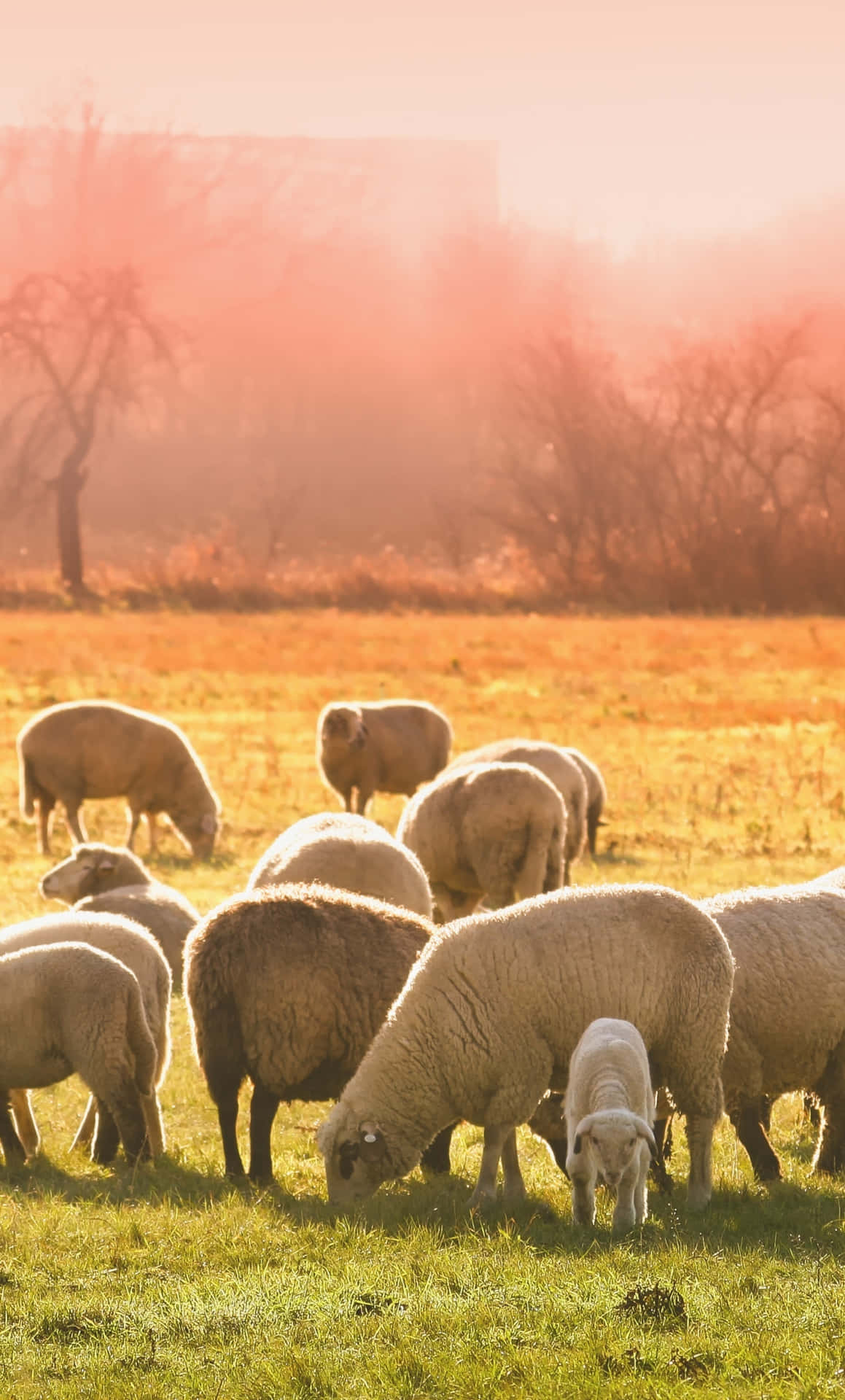 Download A Group Of Sheep Grazing In A Field Wallpaper