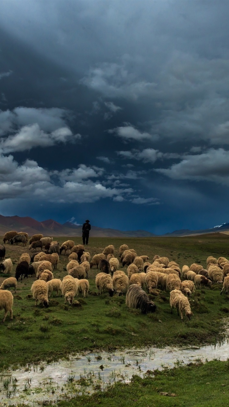 Prairie, River, Field, Sheep 750x1334 IPhone 8 7 6 6S Wallpaper, Background, Picture, Image