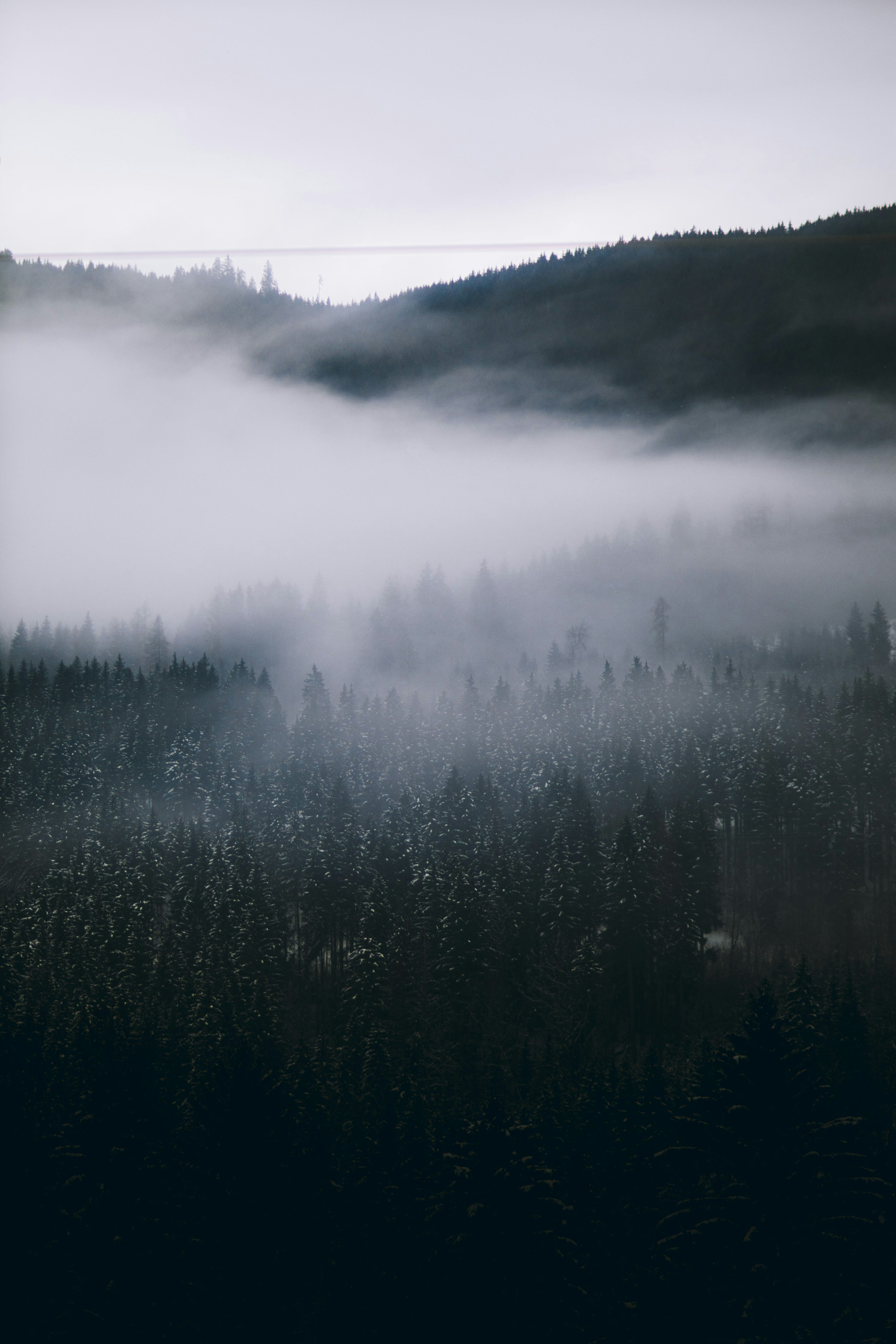 A black and white photo of a foggy forest photo