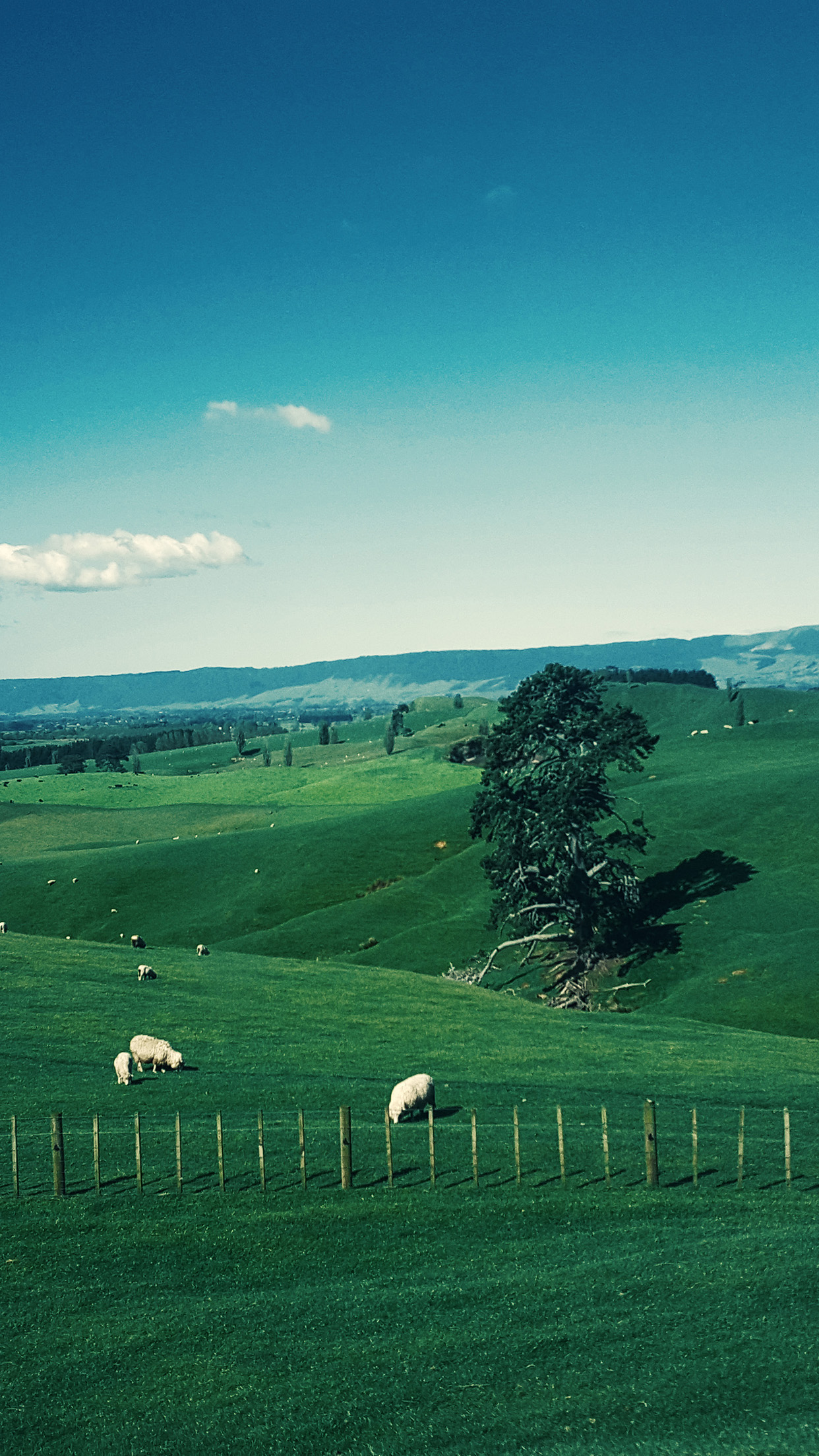 iPhone 6 wallpaper. nature green sheep sky sunny