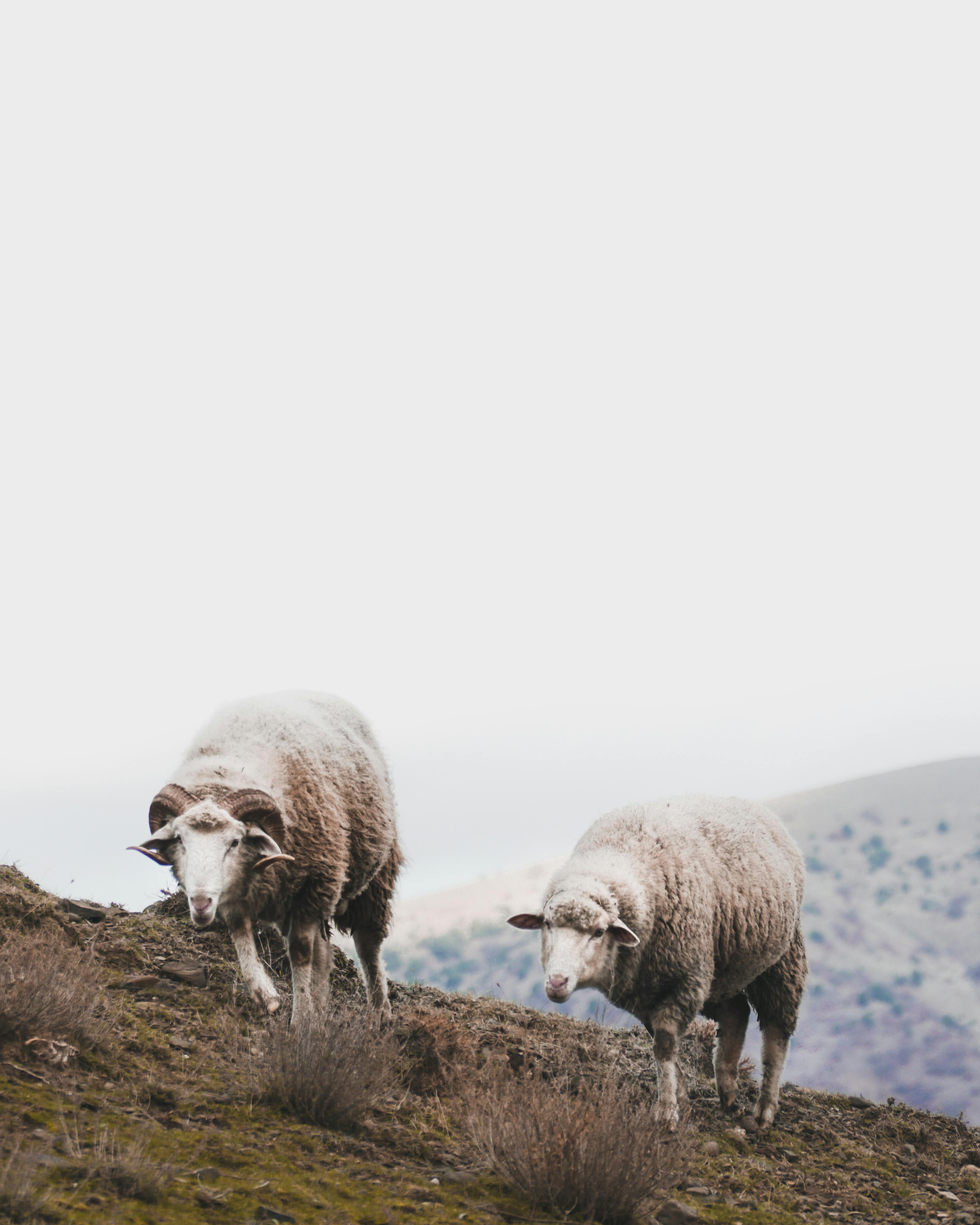 Photo of Sheep in the Field · Free
