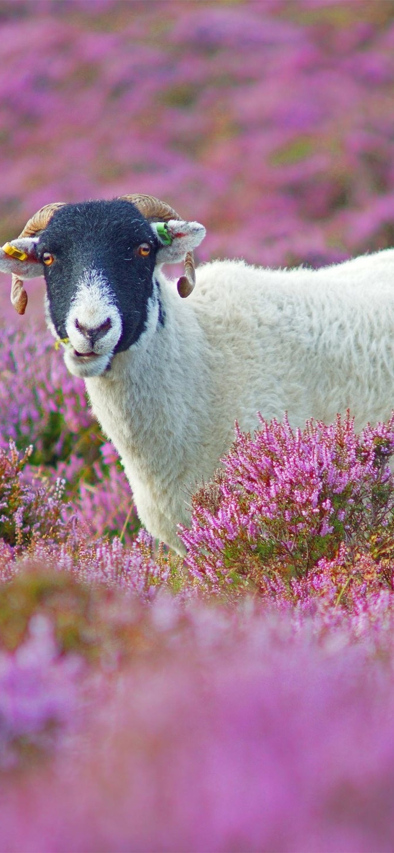 sheep iPhone Wallpaper Free Download
