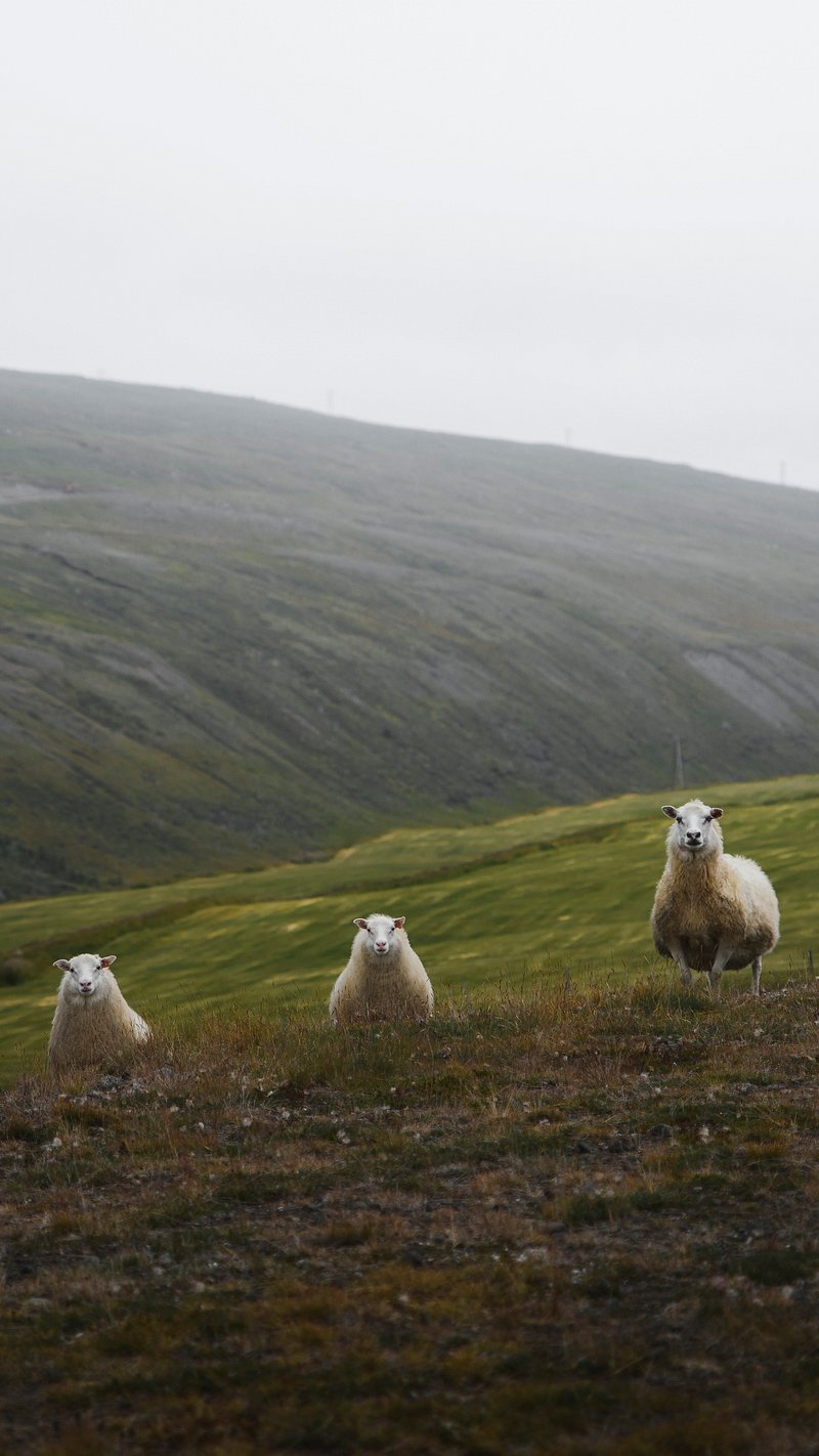 Wallpaper Green Phone Wallpaper