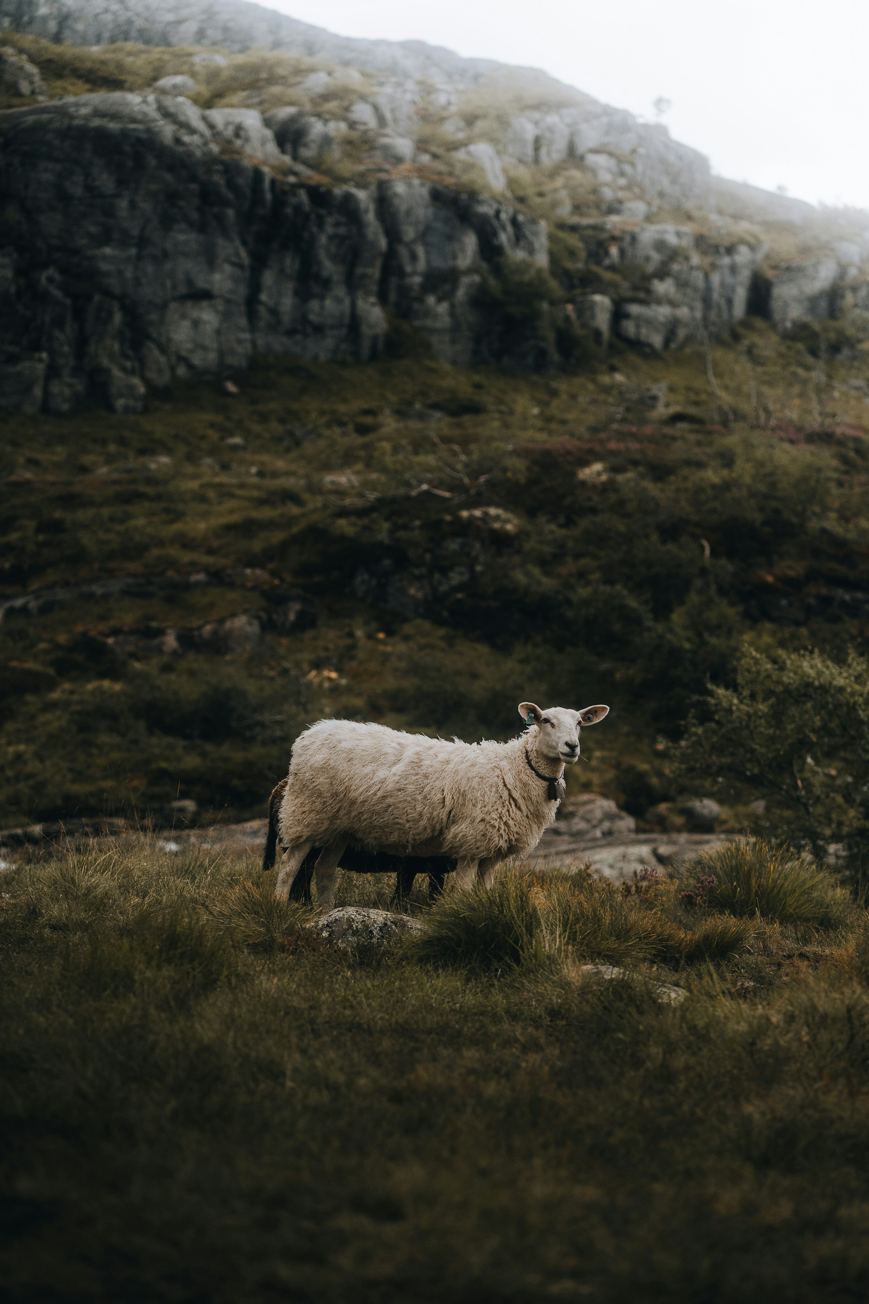 A sheep standing on top of a lush green hillside photo