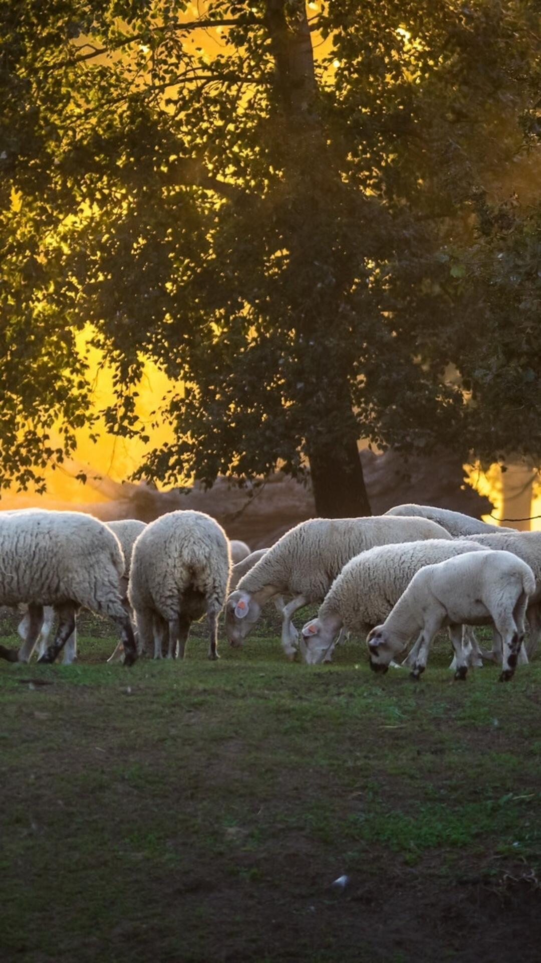 Wallpaper tree sun rays wallpaper sheep 1080x1920 iPhone 6S+/7+/from uaha image and screensavers