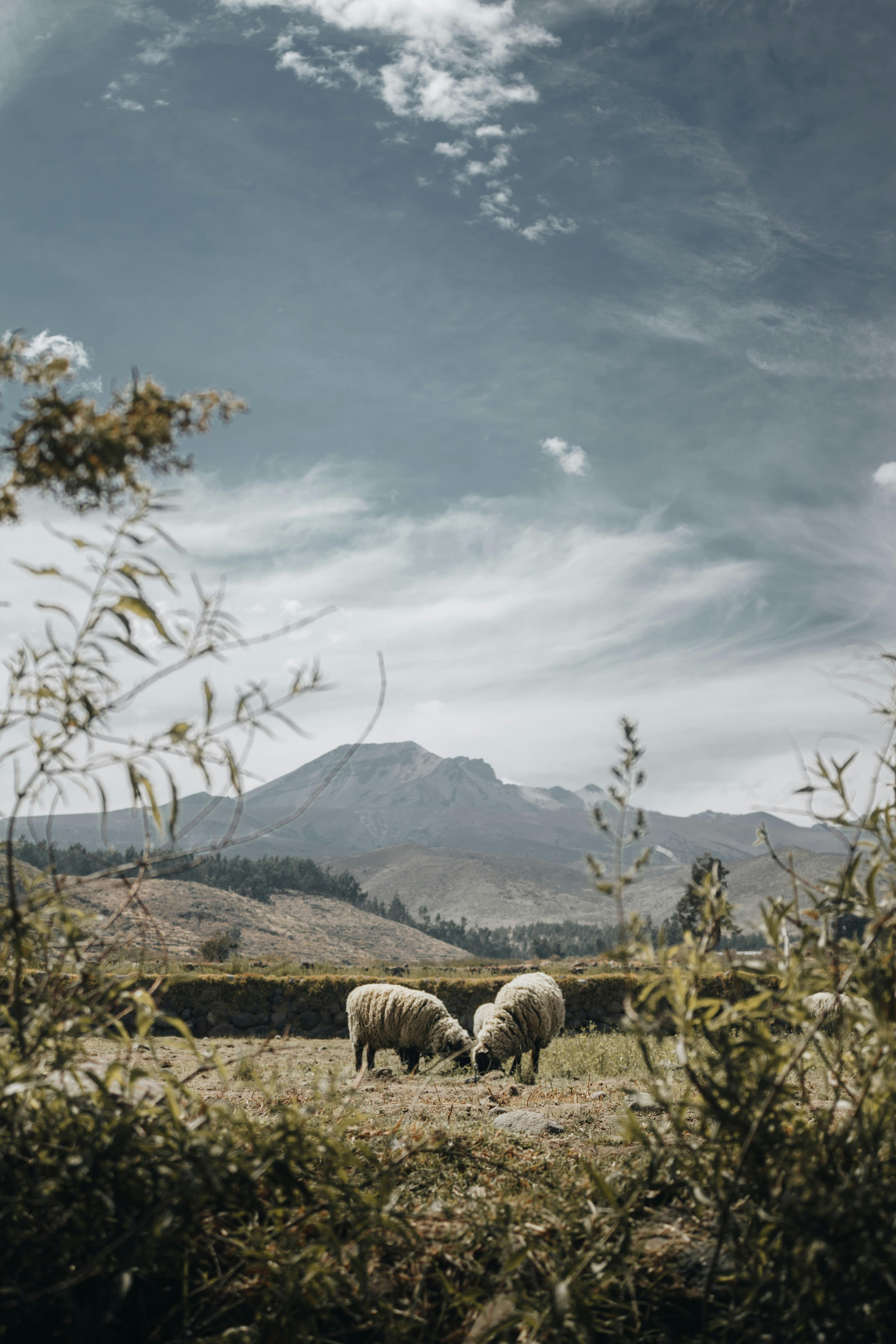 Sheep on Pasture · Free