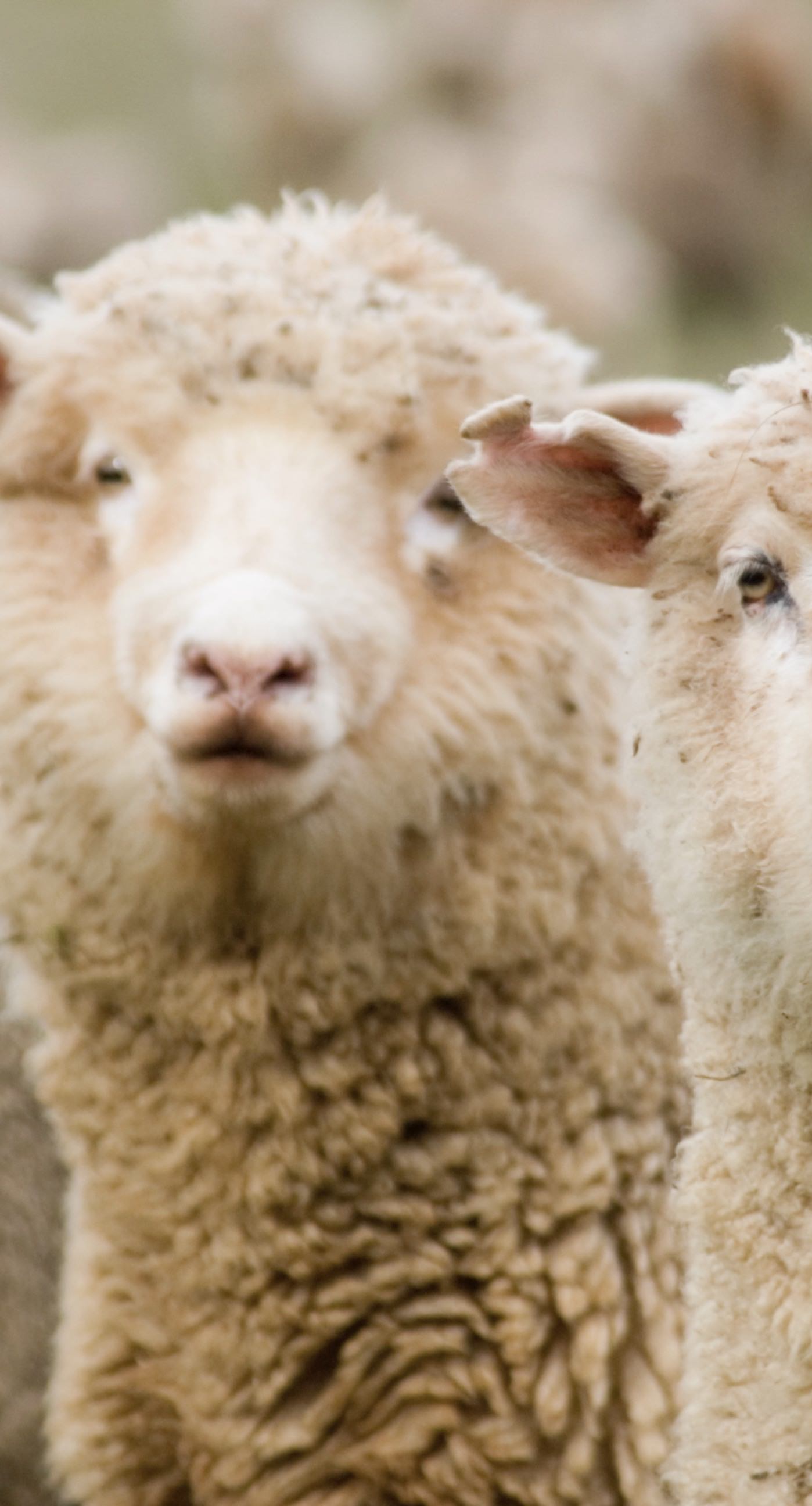 Animal sheep. wallpaper.sc iPhone8Plus