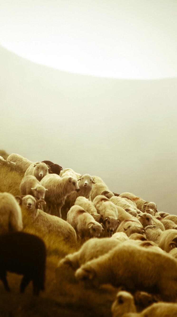 Wallpaper sky poster sheep shepherd livestock 750x1334 iPhone 6, 6S, 7, 8 from vozuru image and screensavers