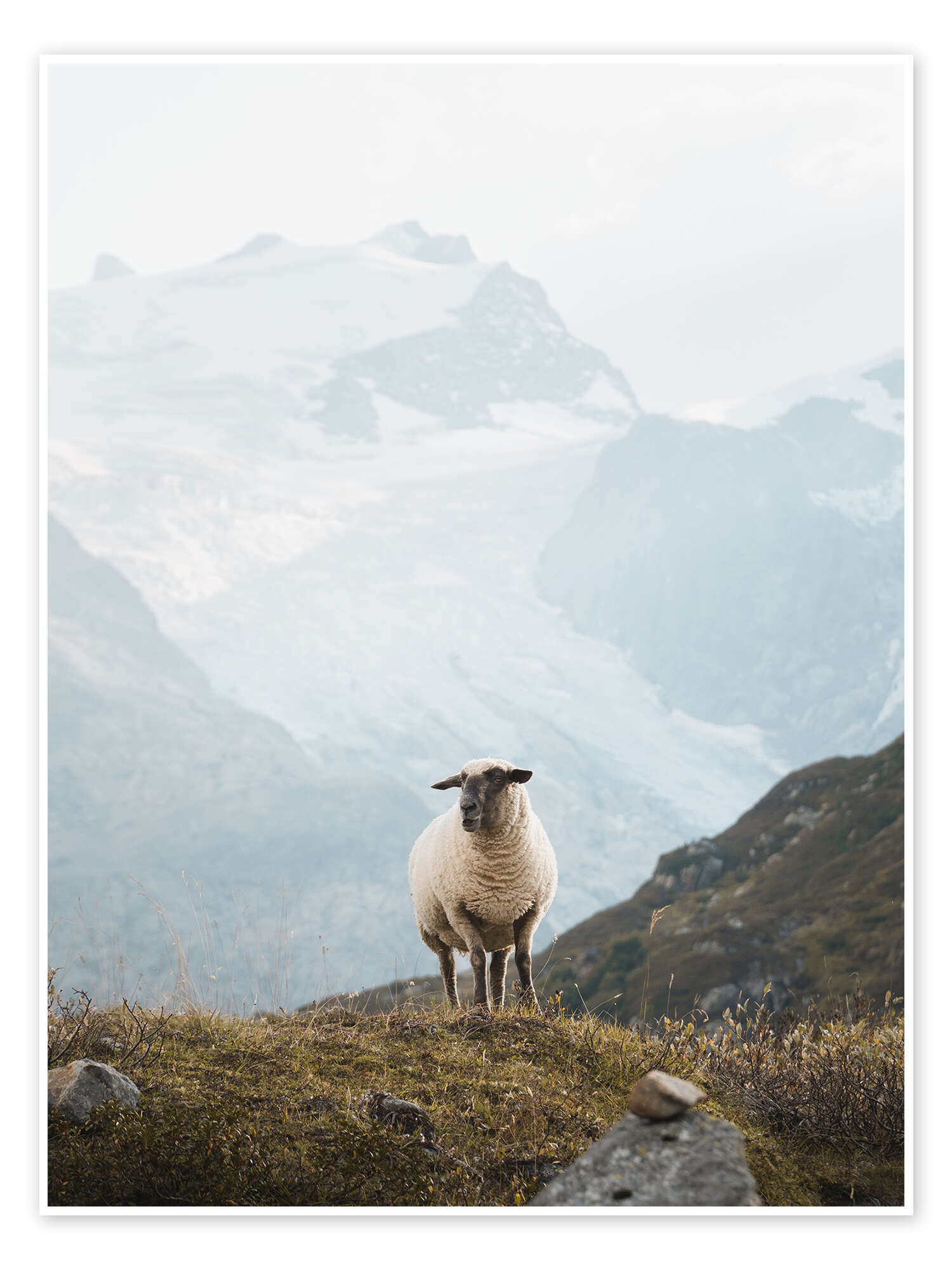 Sheep in the Swiss Alps print