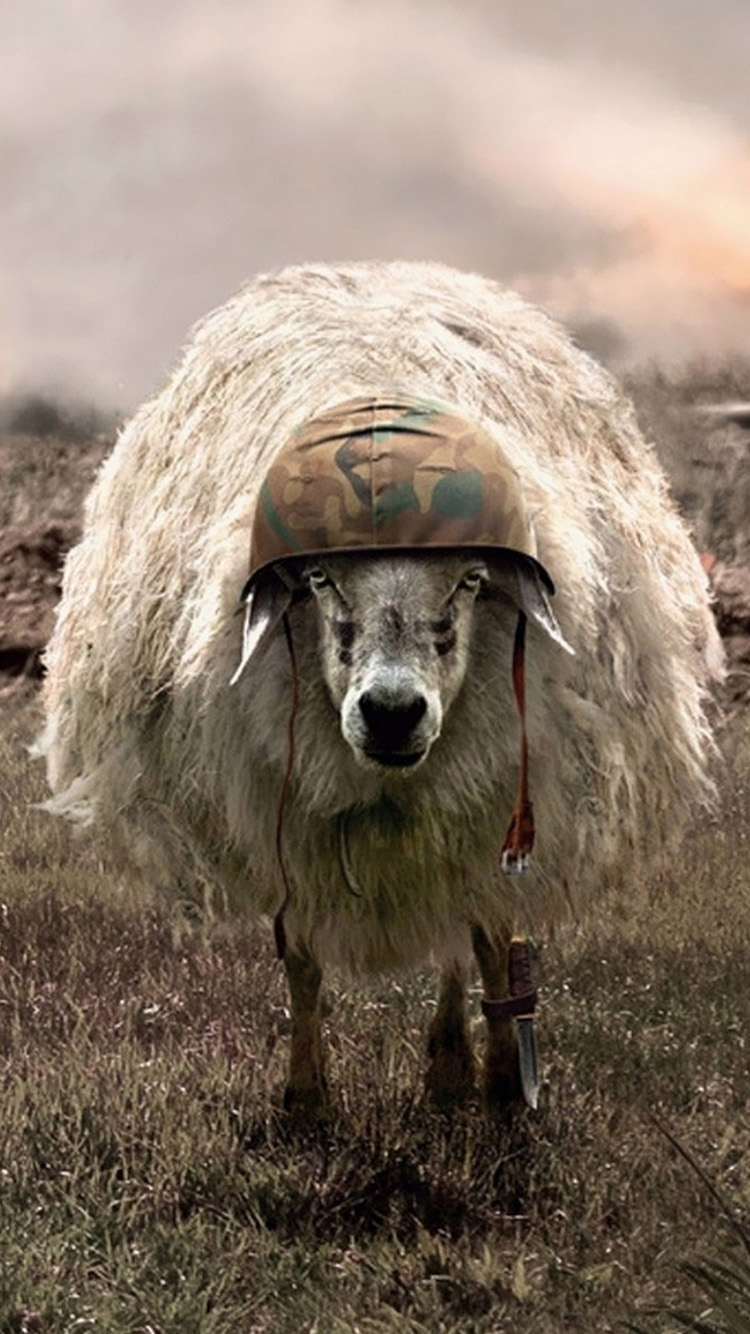 Army hat sheep Download Free Wallpaper for iPhone