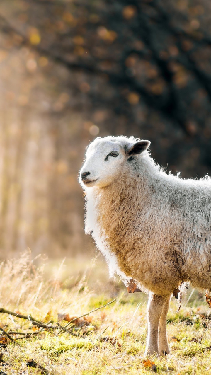 Sheep Background Wallpaper 79338