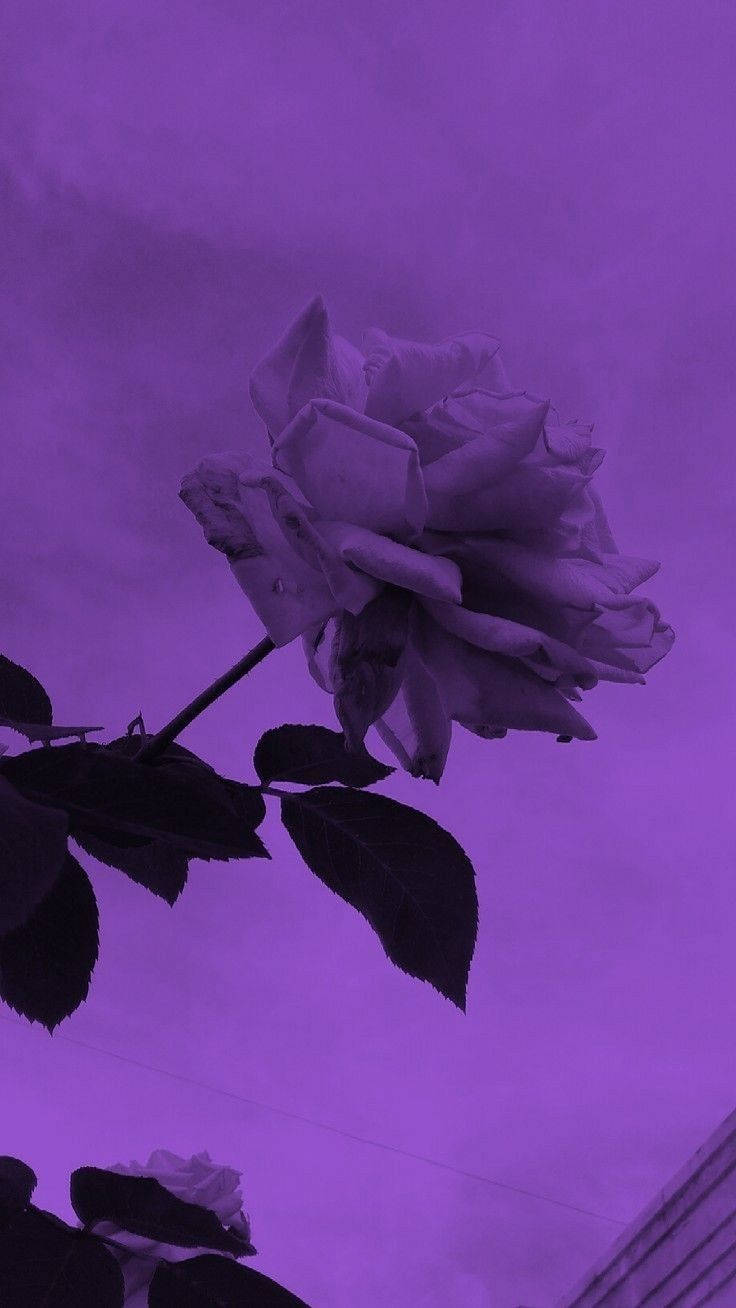 Rose Aesthetic Neon Purple iPhone Wallpaper