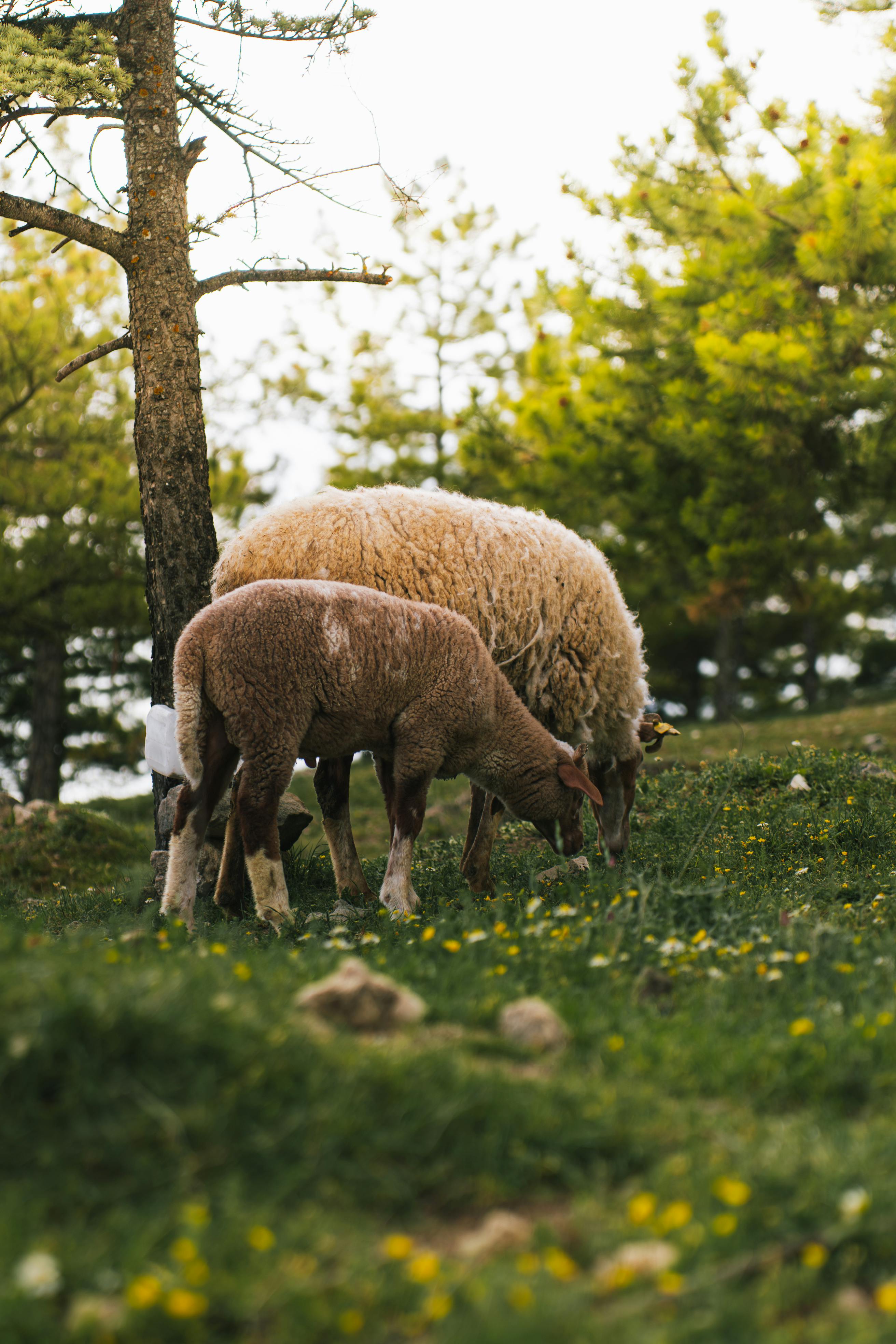 Sheep Farm Photo, Download The BEST Free Sheep Farm & HD Image