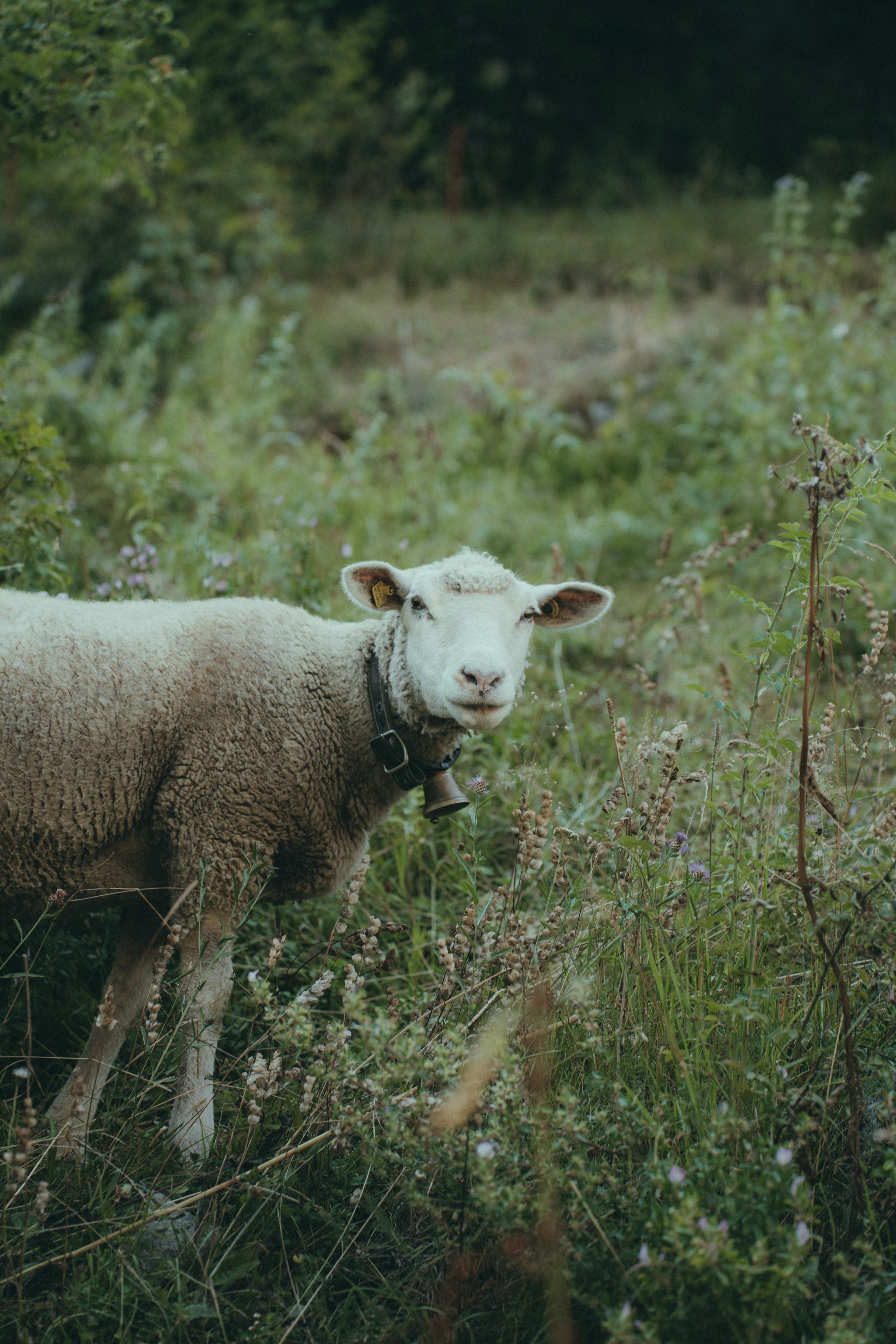 A sheep in a field photo